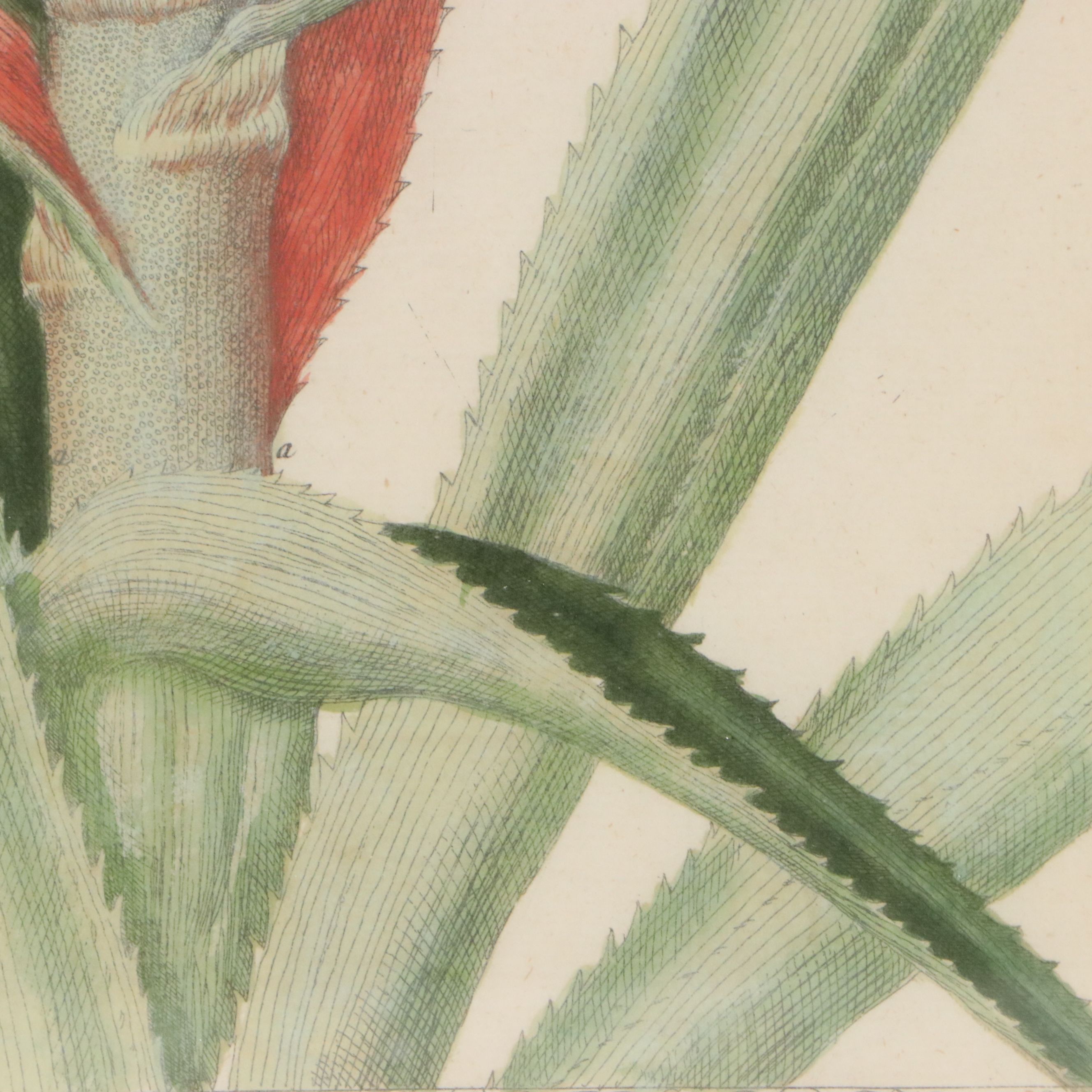 Elisabeth Blackwell Pineapple Flower Hand-Colored Engraving, 18th Century