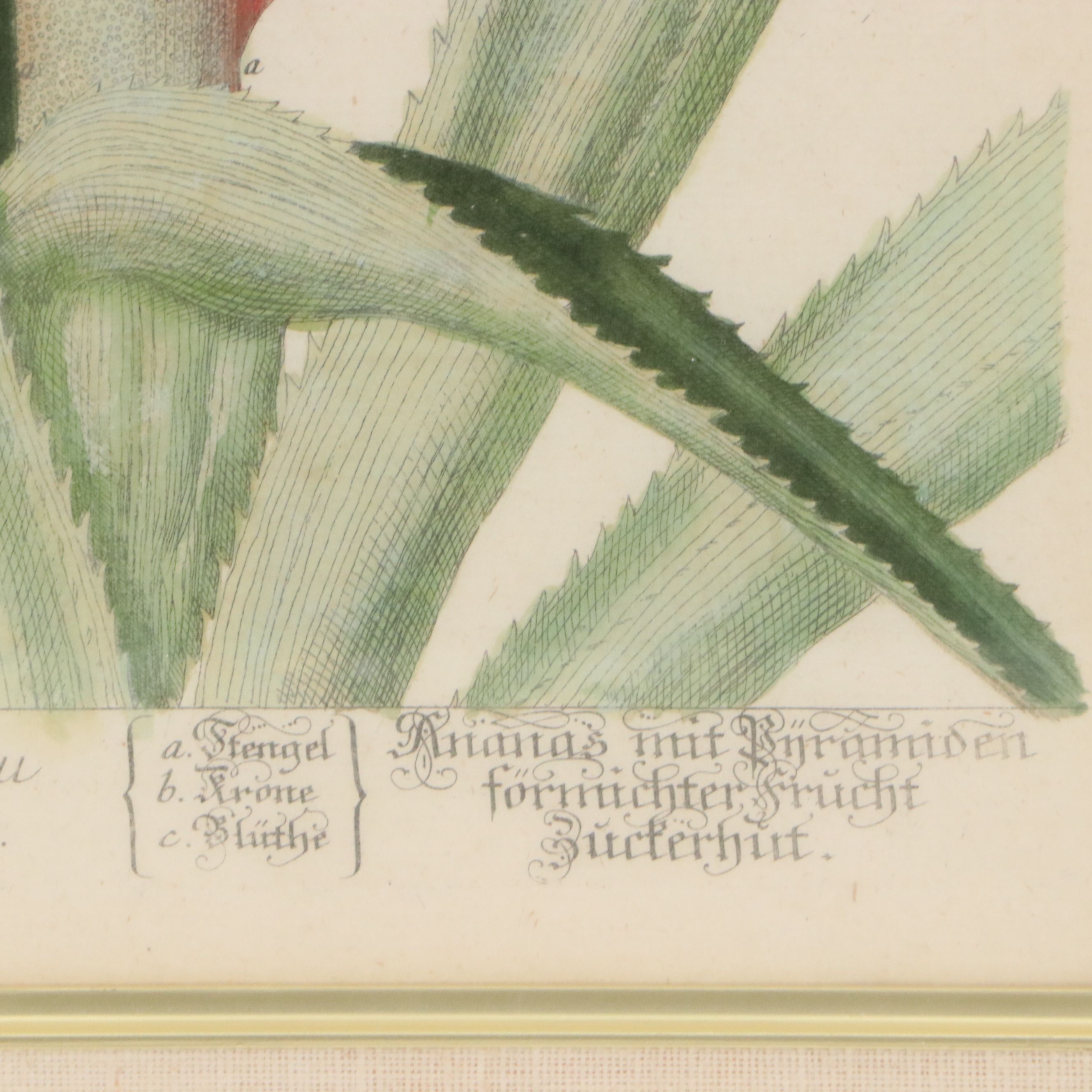 Elisabeth Blackwell Pineapple Flower Hand-Colored Engraving, 18th Century