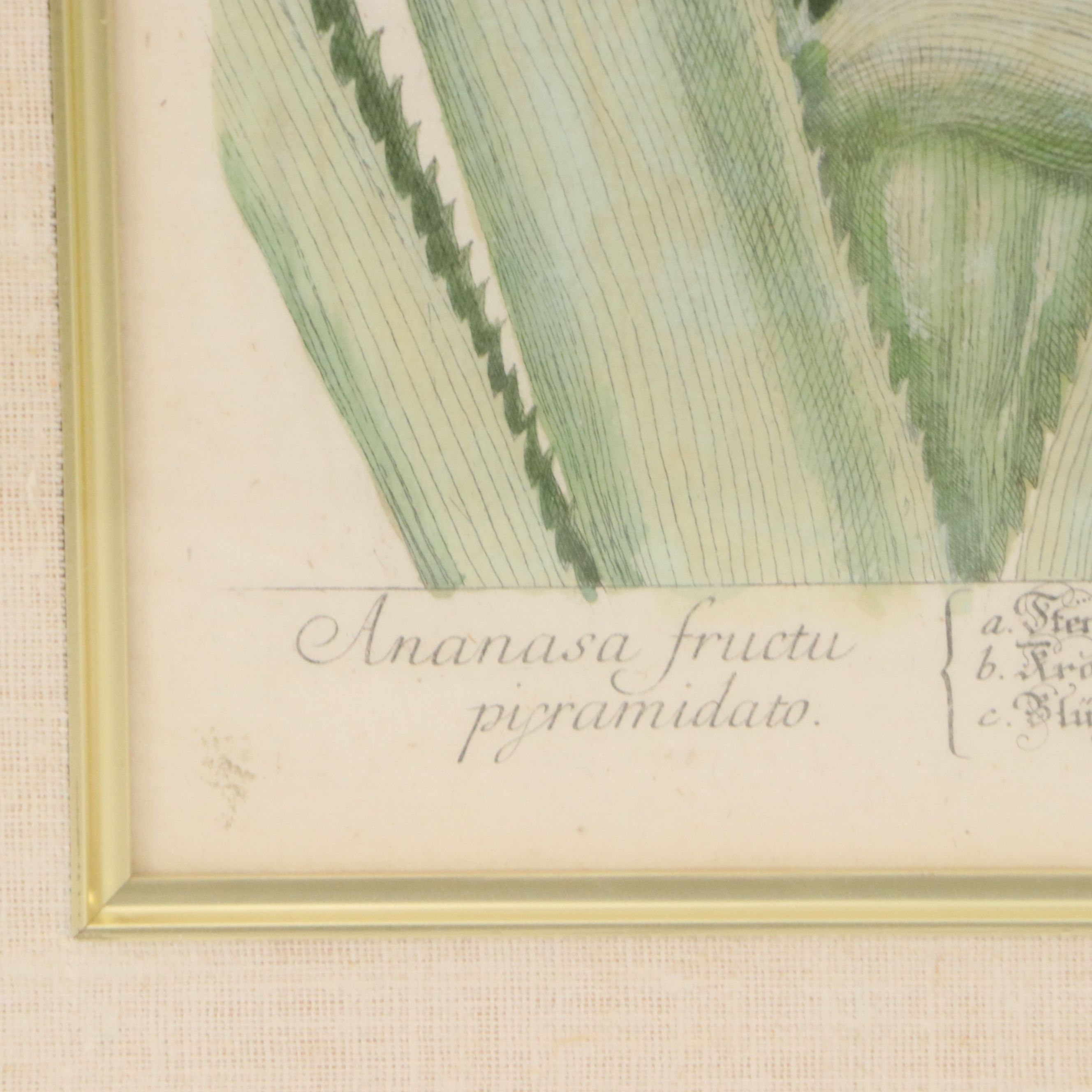 Elisabeth Blackwell Pineapple Flower Hand-Colored Engraving, 18th Century