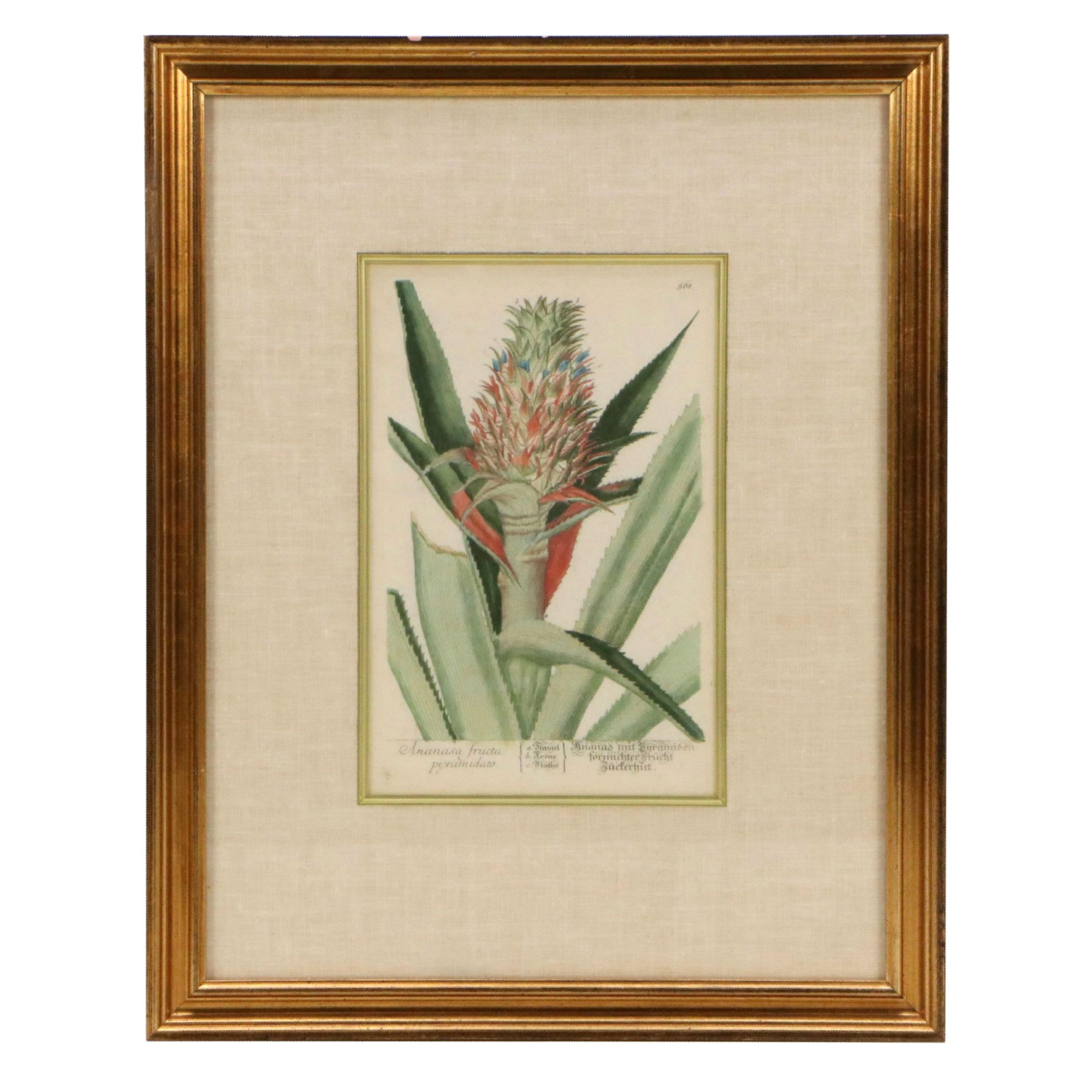 Elisabeth Blackwell Pineapple Flower Hand-Colored Engraving, 18th Century