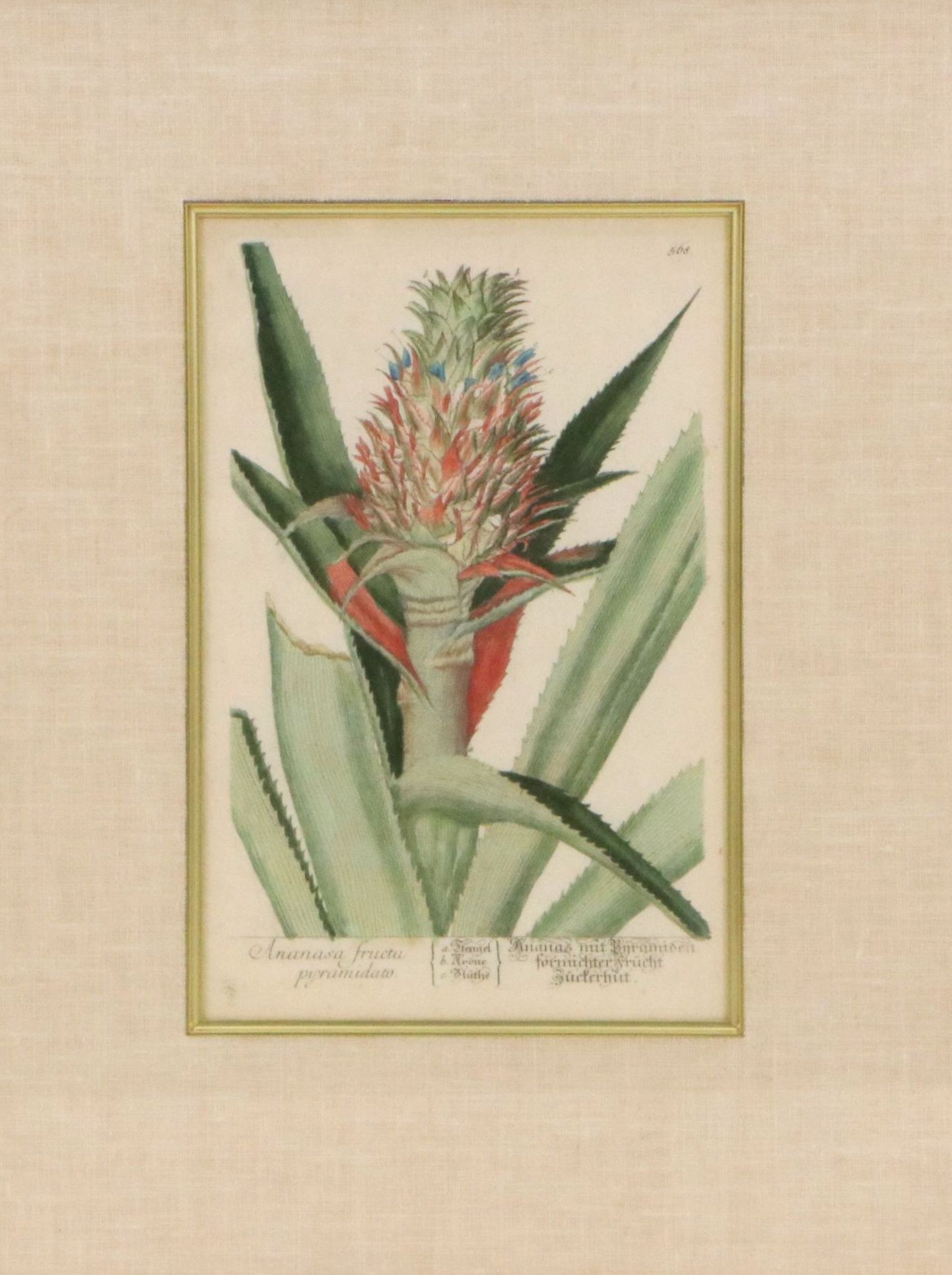 Elisabeth Blackwell Pineapple Flower Hand-Colored Engraving, 18th Century