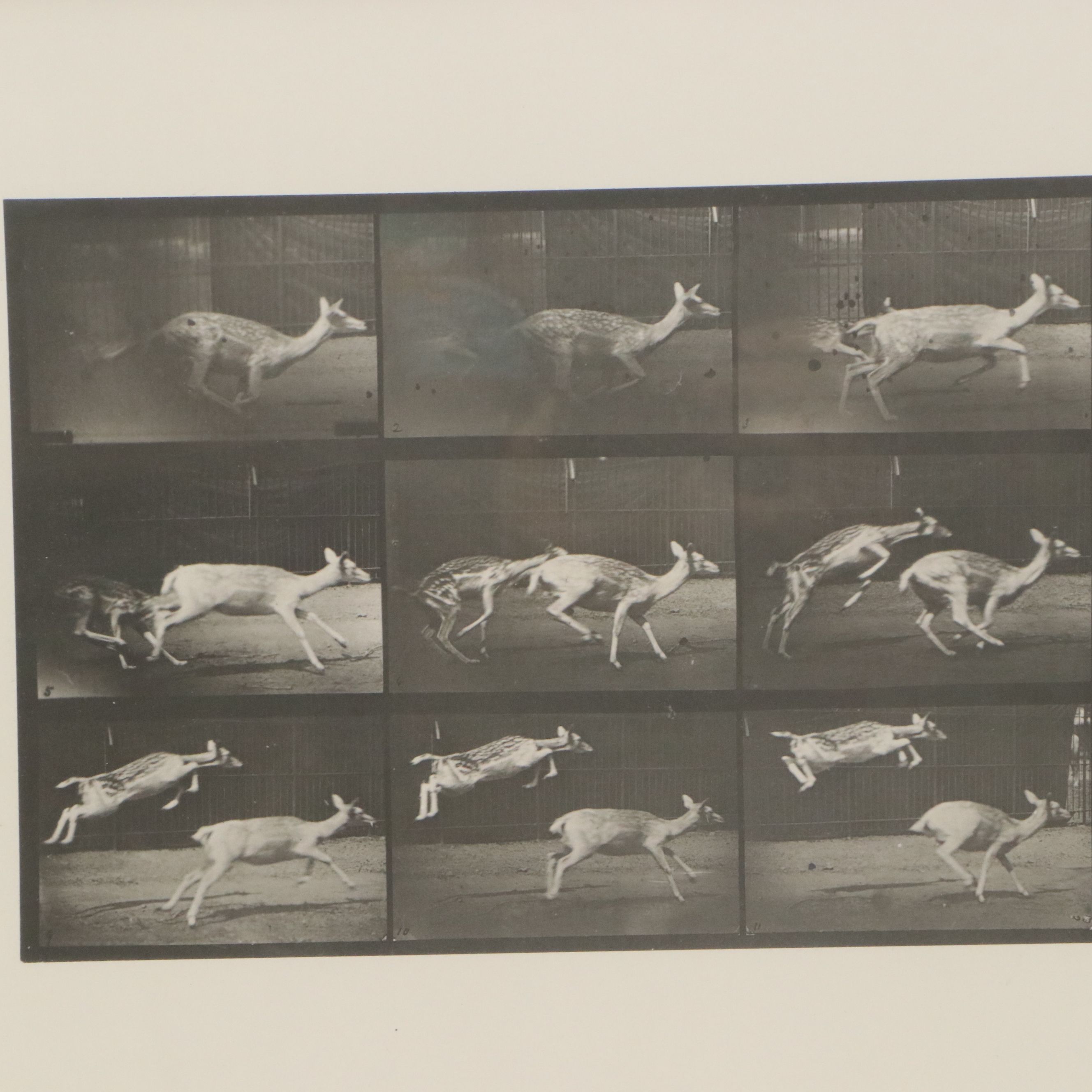 Collotype After Eadweard Muybridge "Animal Locomotion Plate"