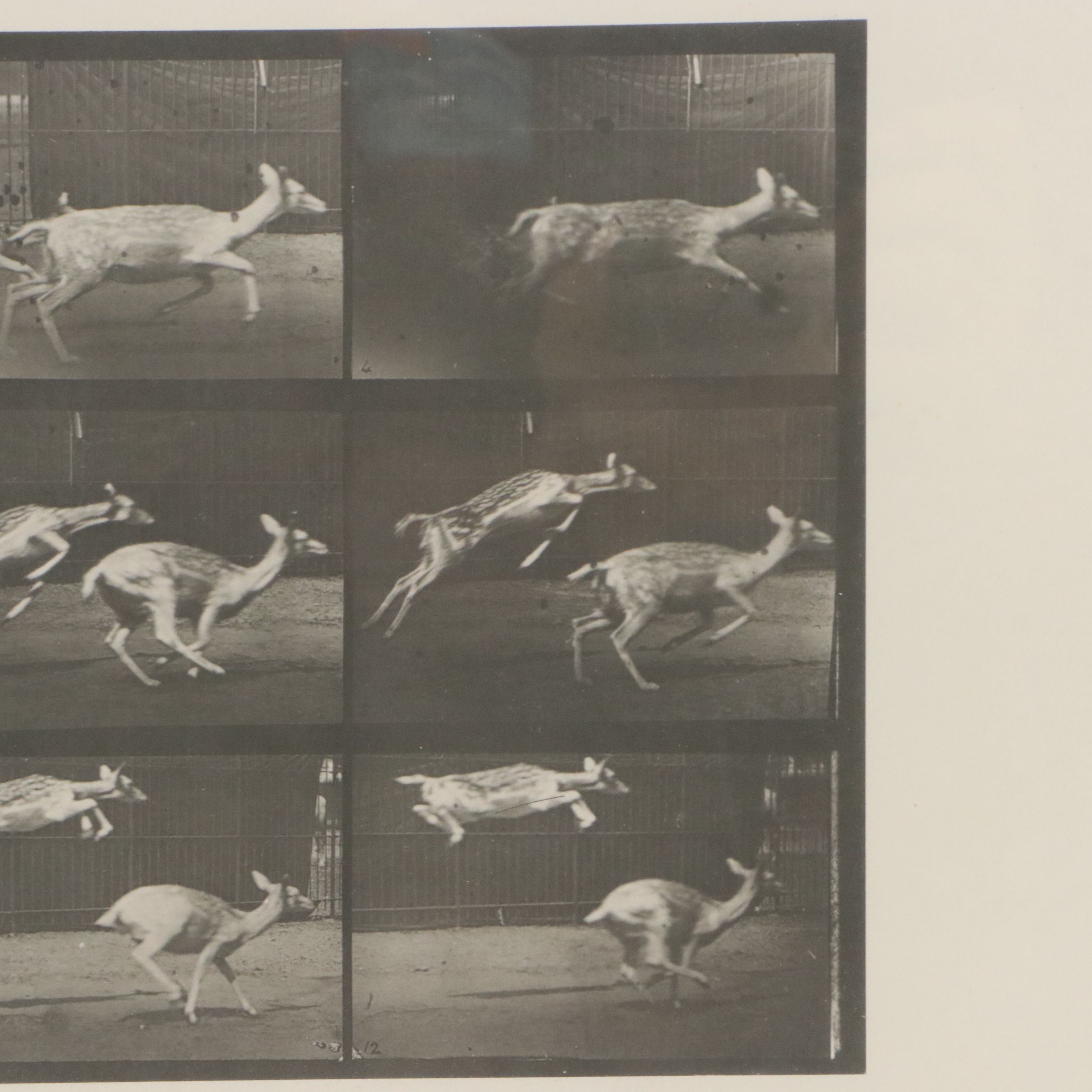 Collotype After Eadweard Muybridge "Animal Locomotion Plate"