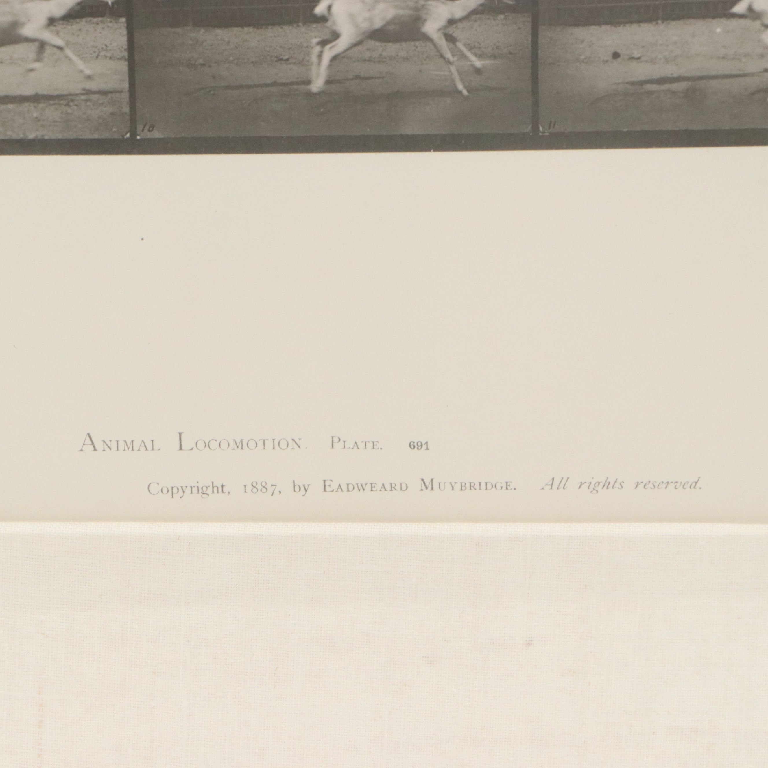 Collotype After Eadweard Muybridge "Animal Locomotion Plate"