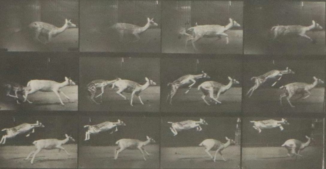 Collotype After Eadweard Muybridge "Animal Locomotion Plate"