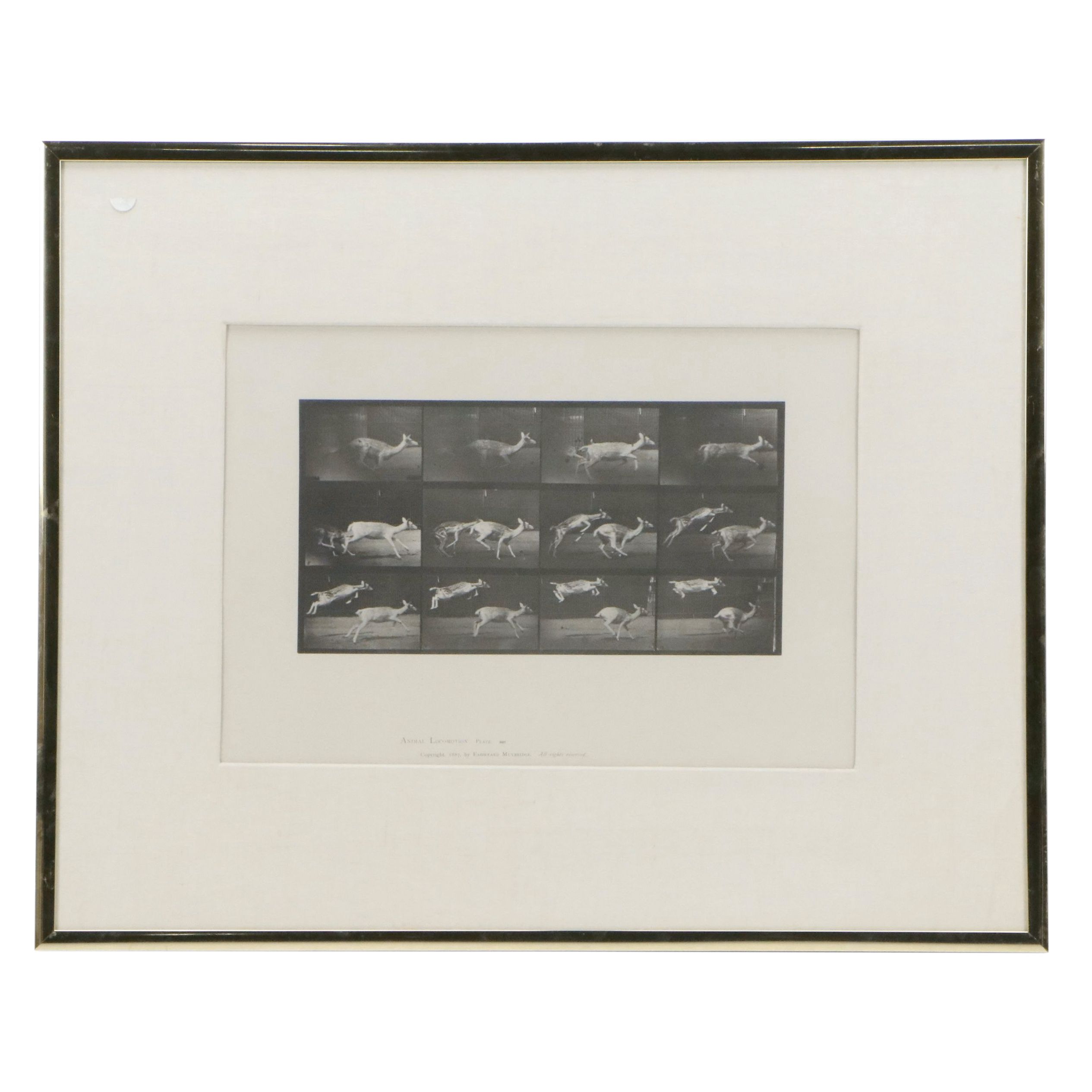 Collotype After Eadweard Muybridge "Animal Locomotion Plate"