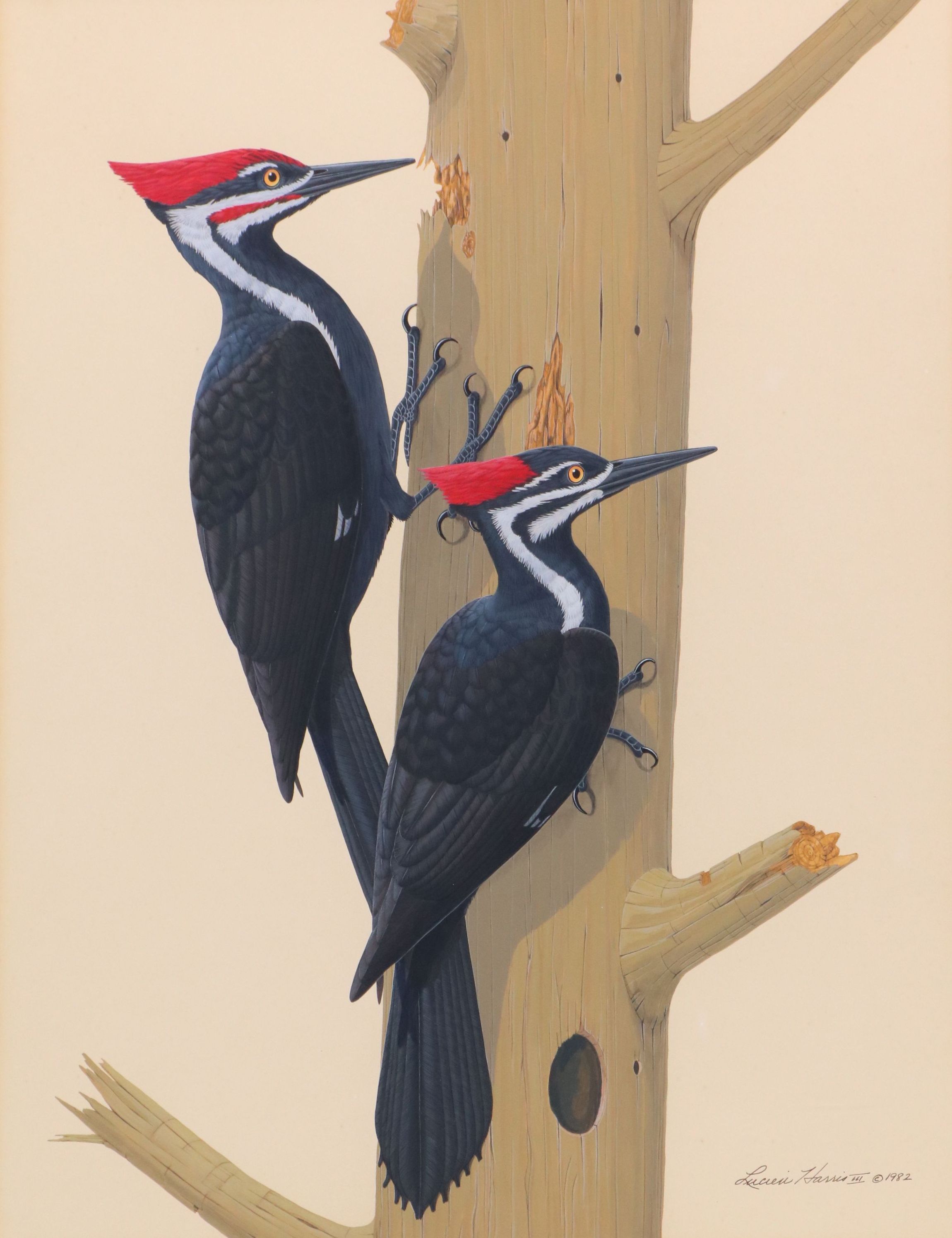 Lucien Harris III Gouache Painting of Pileated Woodpeckers, 1982