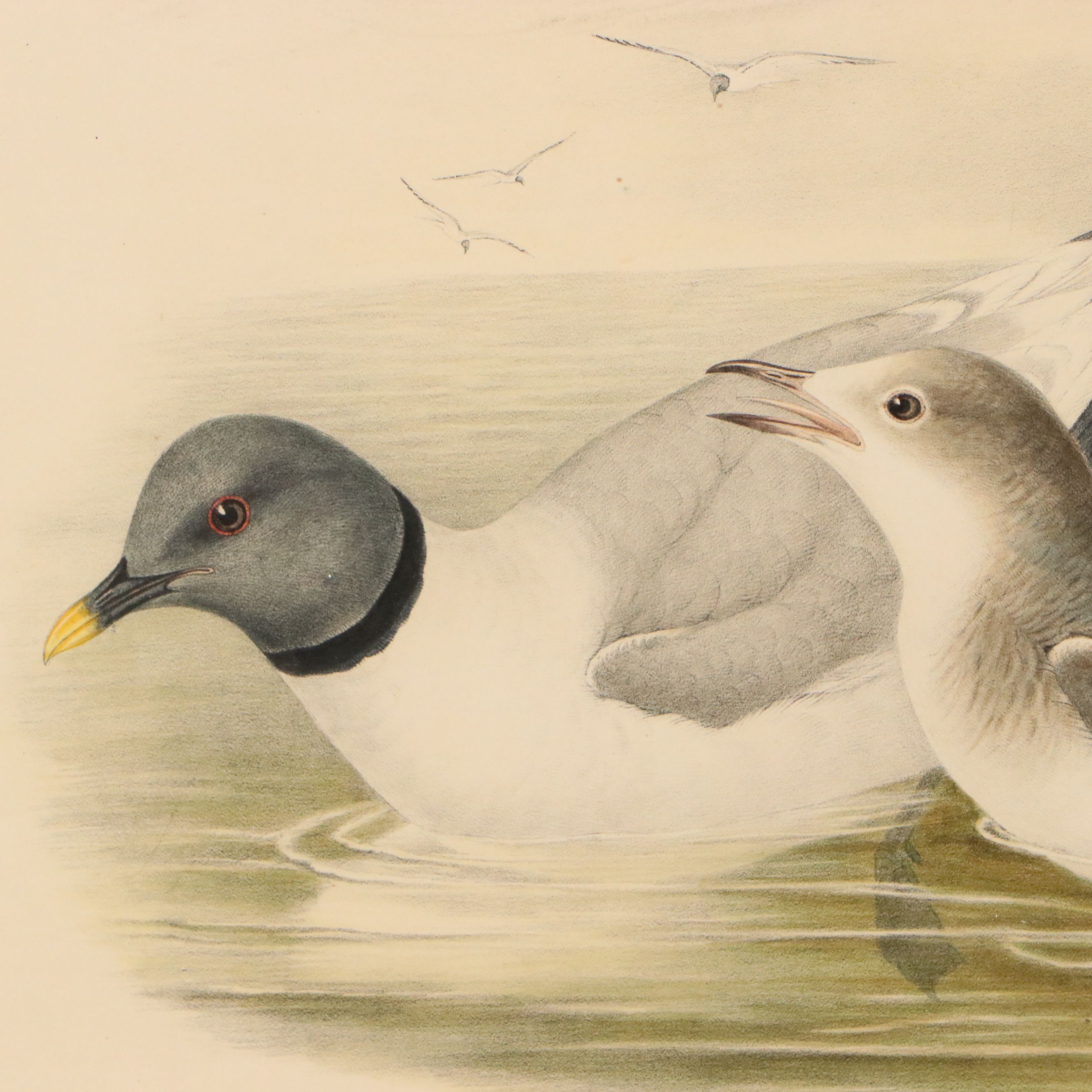 Hand-Colored Lithograph "Xena Sabini"