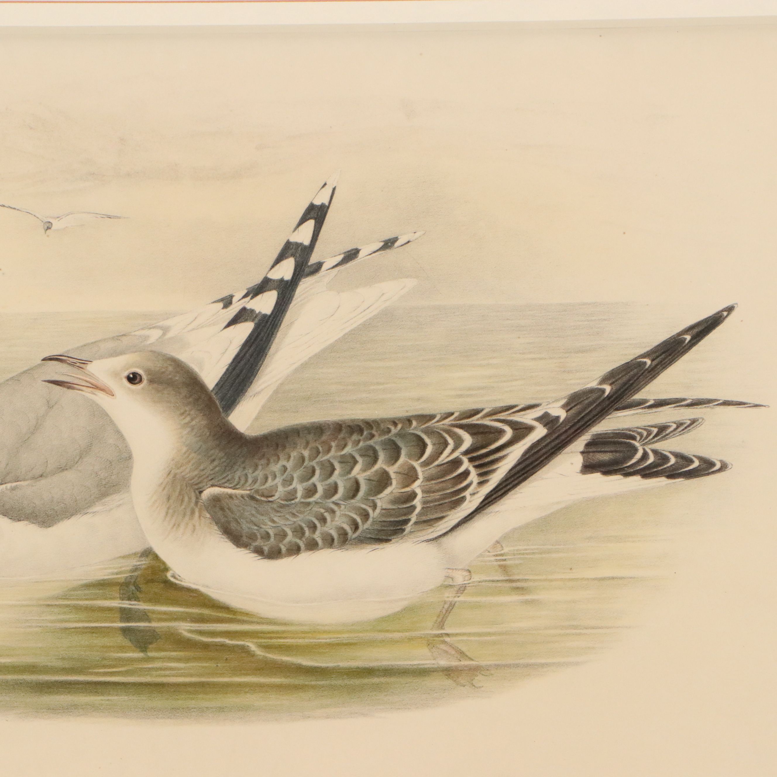 Hand-Colored Lithograph "Xena Sabini"