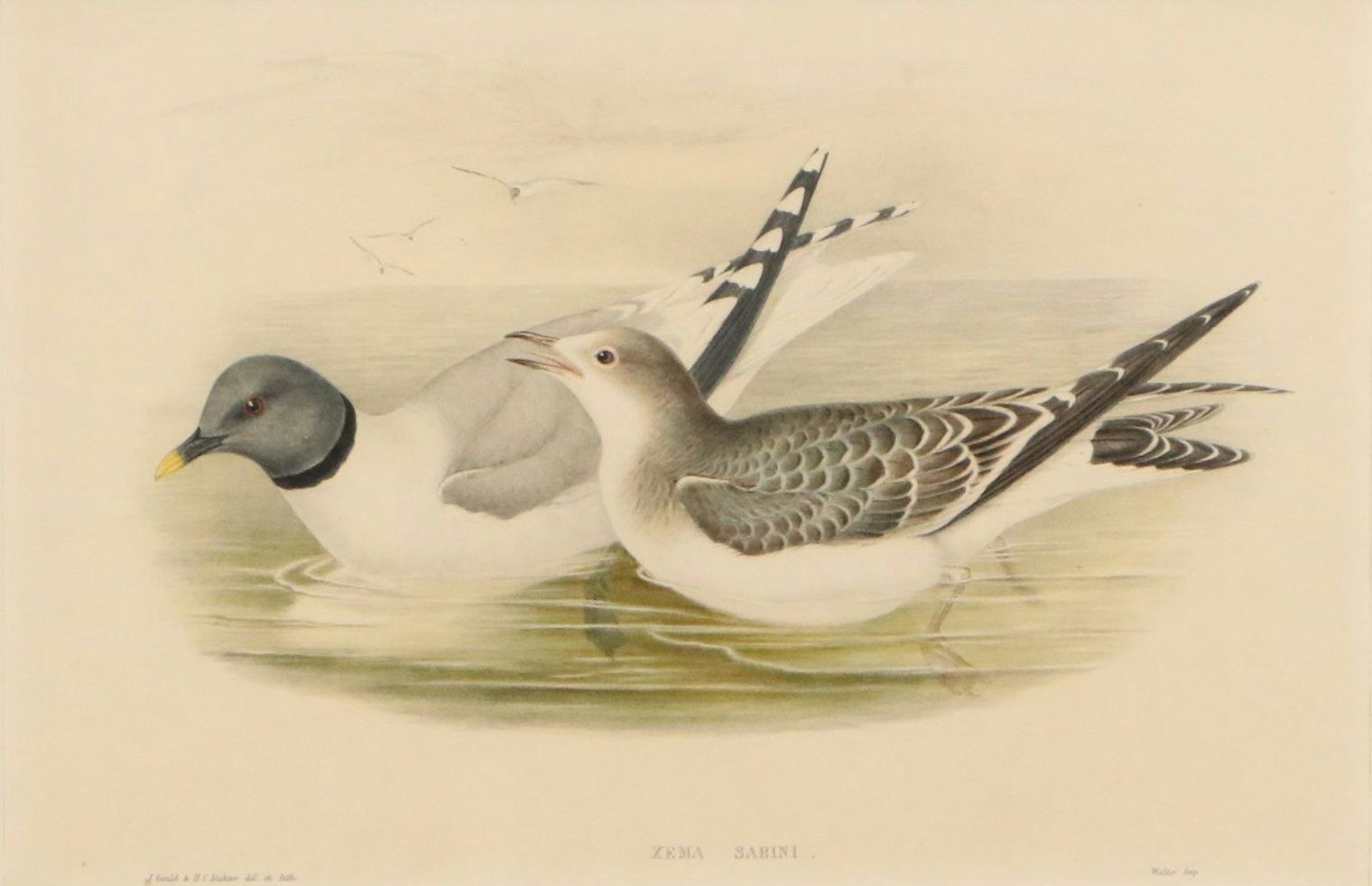 Hand-Colored Lithograph "Xena Sabini"