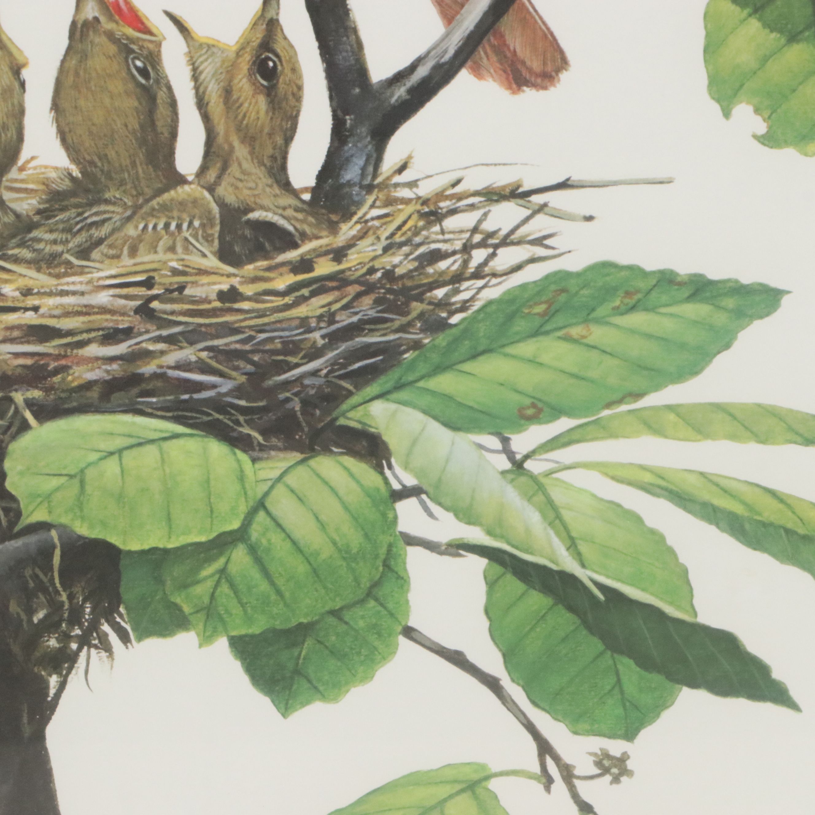 Ray Harm Offset Lithograph "Cardinal," Late 20th Century