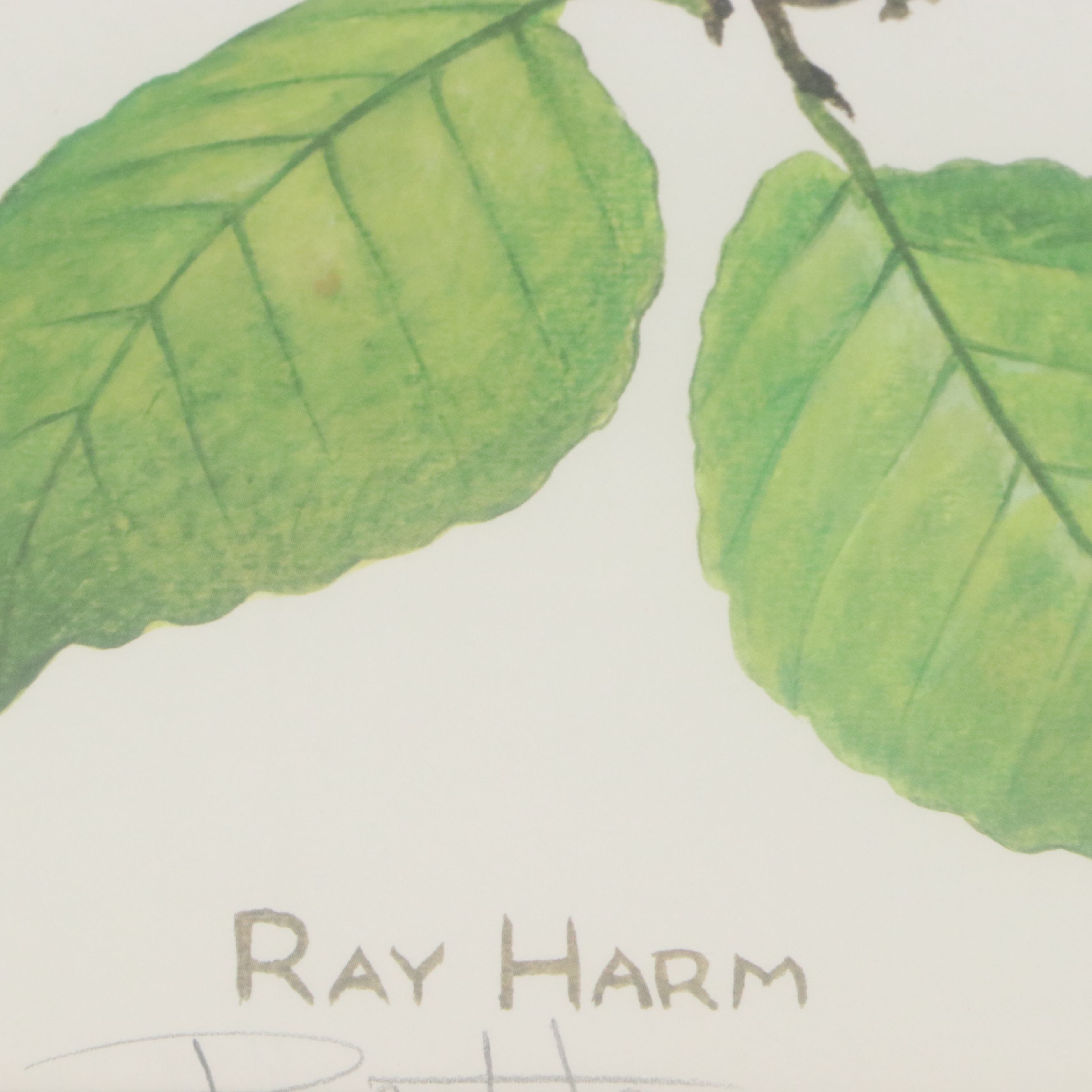 Ray Harm Offset Lithograph "Cardinal," Late 20th Century