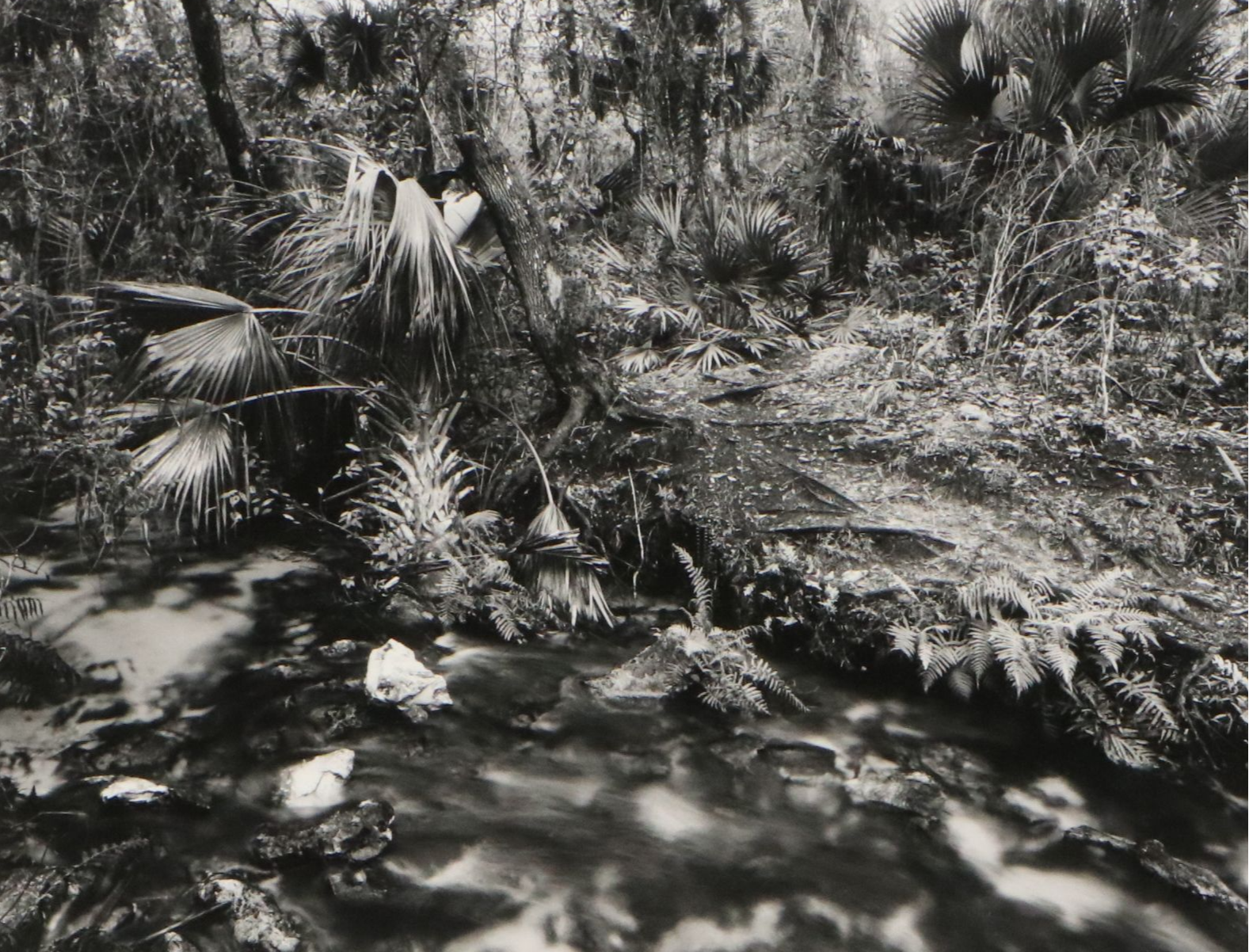 Gary Faye Silver Gelatin Print "Juniper Springs, Ocala"