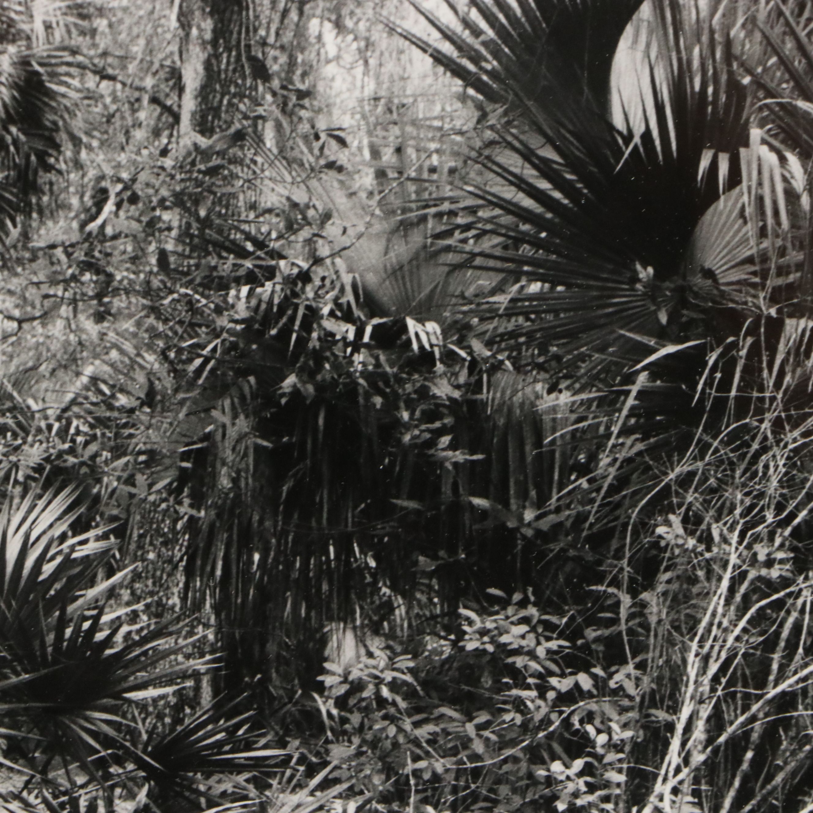 Gary Faye Silver Gelatin Print "Juniper Springs, Ocala"