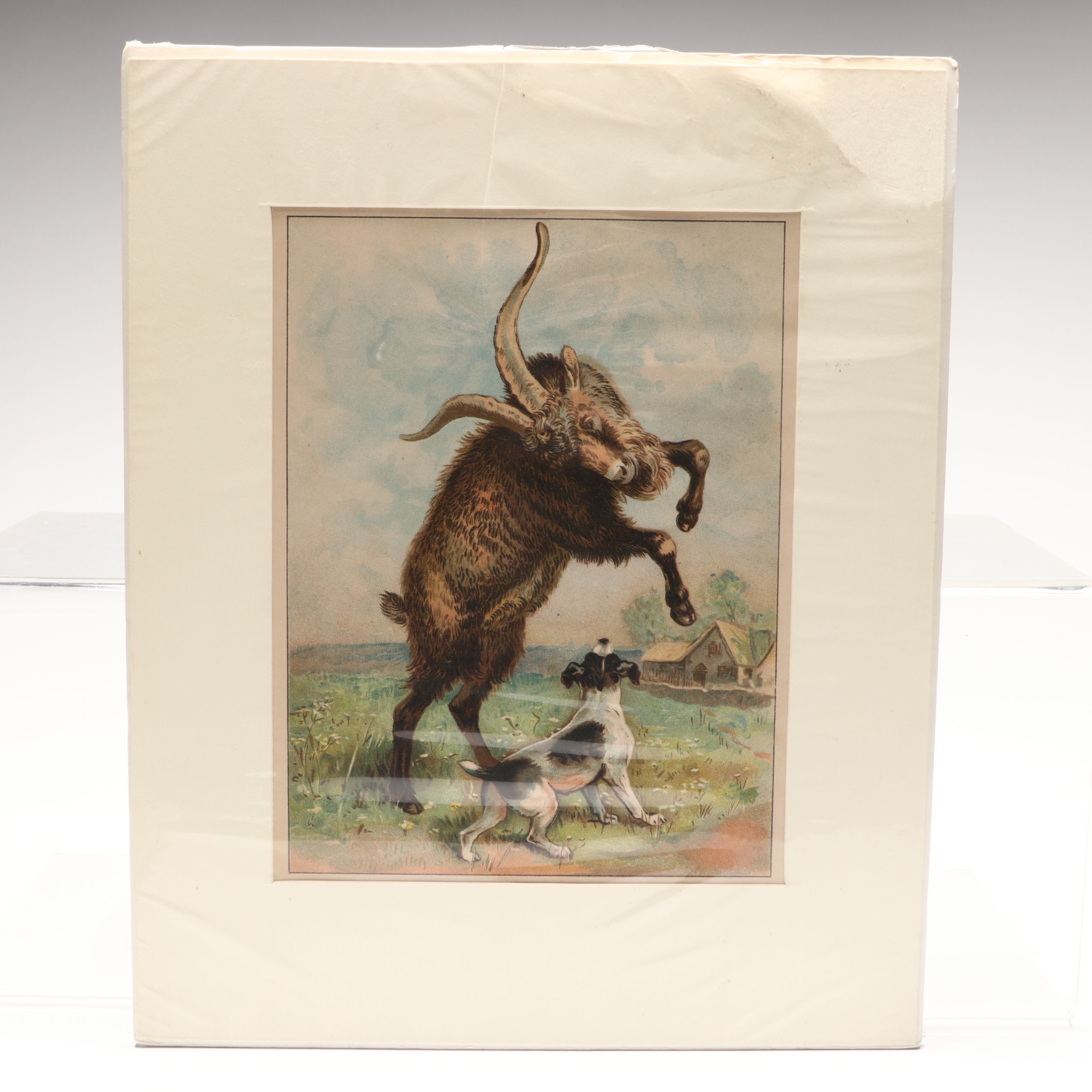 Louis Agassiz Fuertes "Three Wolves and Coyotes" with Other Offset Lithographs