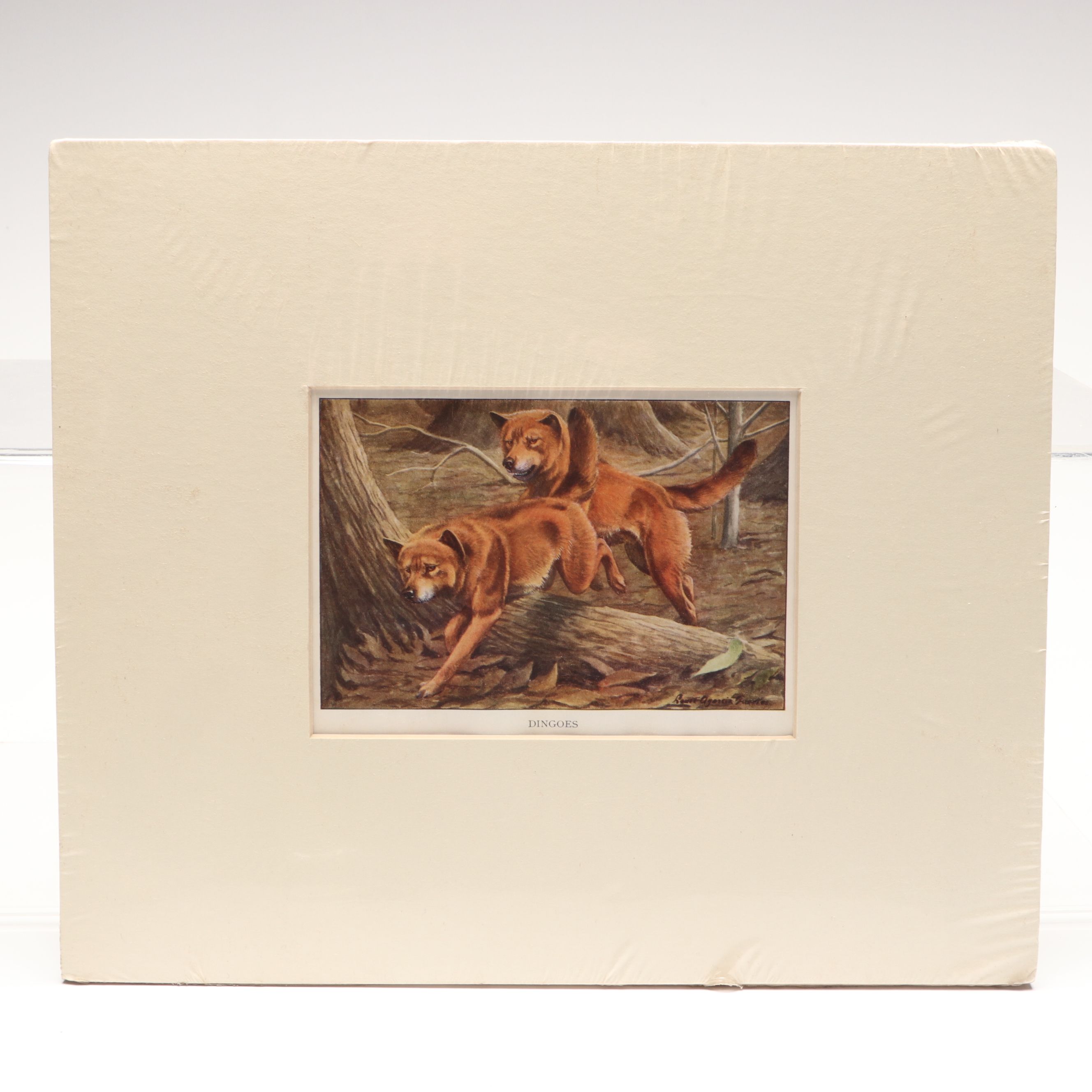 Louis Agassiz Fuertes "Three Wolves and Coyotes" with Other Offset Lithographs