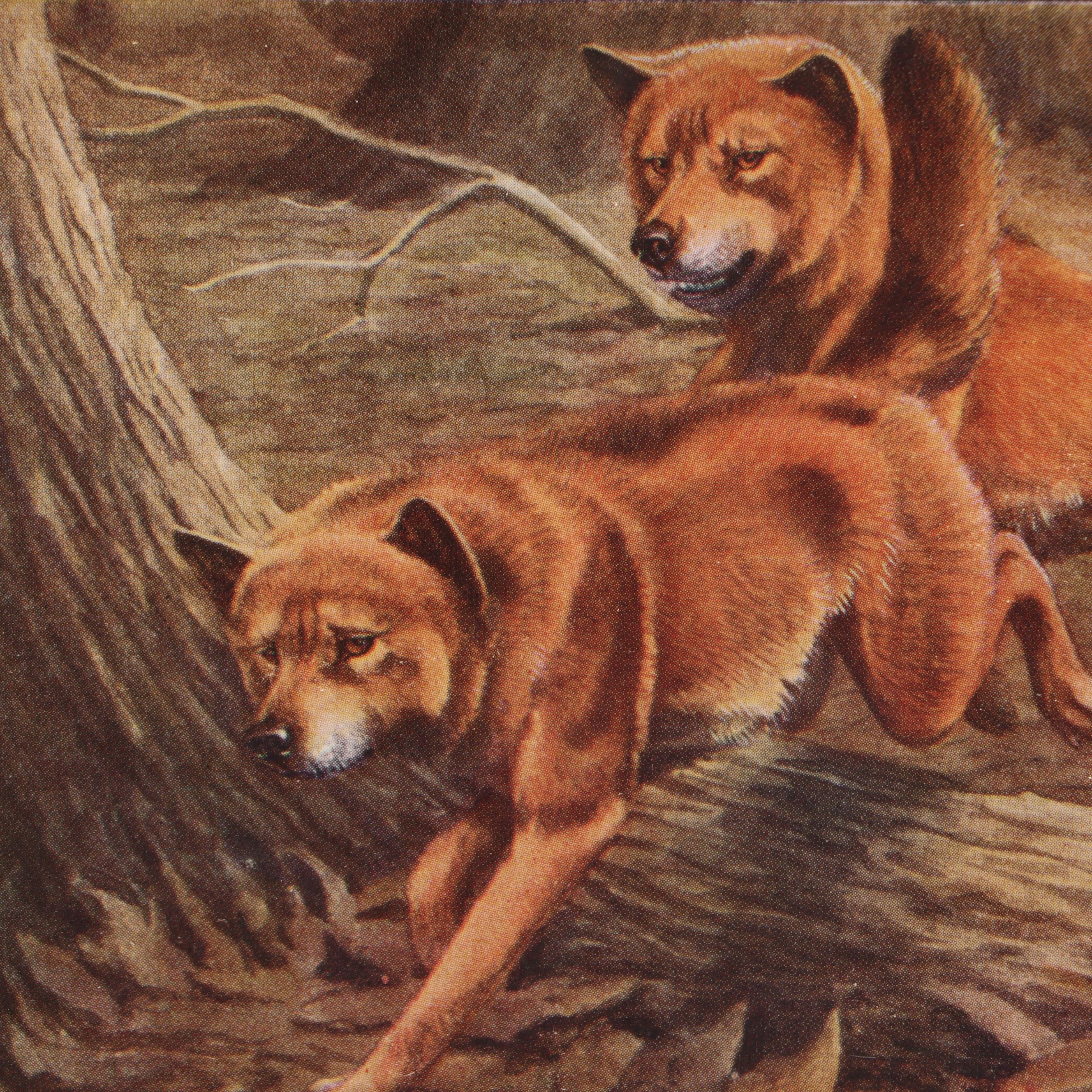 Louis Agassiz Fuertes "Three Wolves and Coyotes" with Other Offset Lithographs