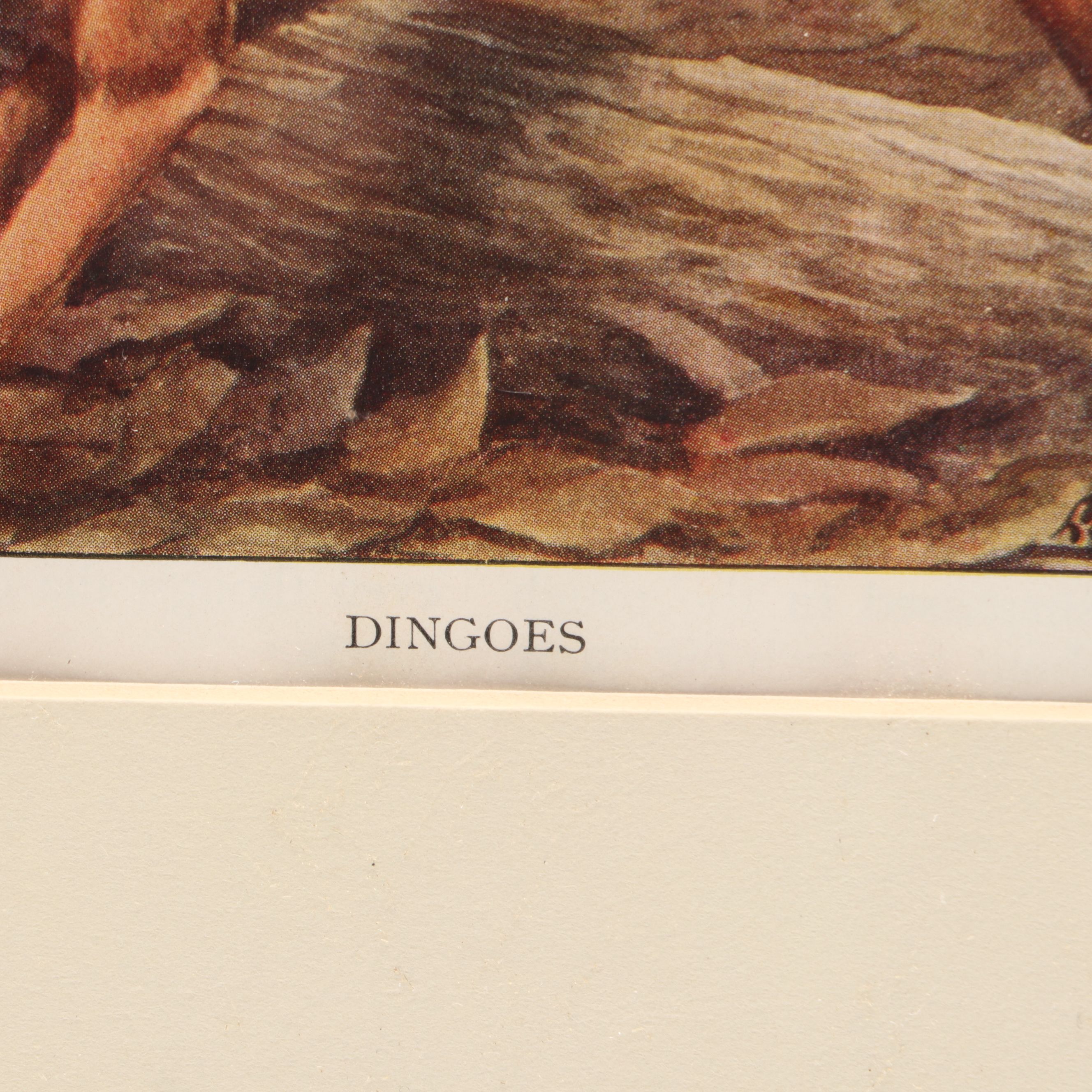 Louis Agassiz Fuertes "Three Wolves and Coyotes" with Other Offset Lithographs