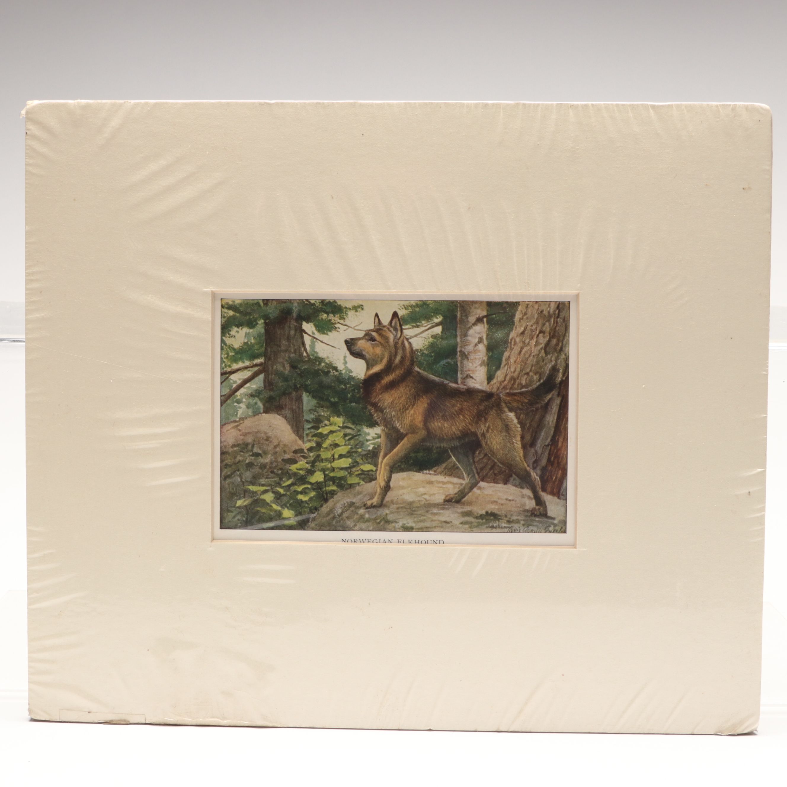 Louis Agassiz Fuertes "Three Wolves and Coyotes" with Other Offset Lithographs