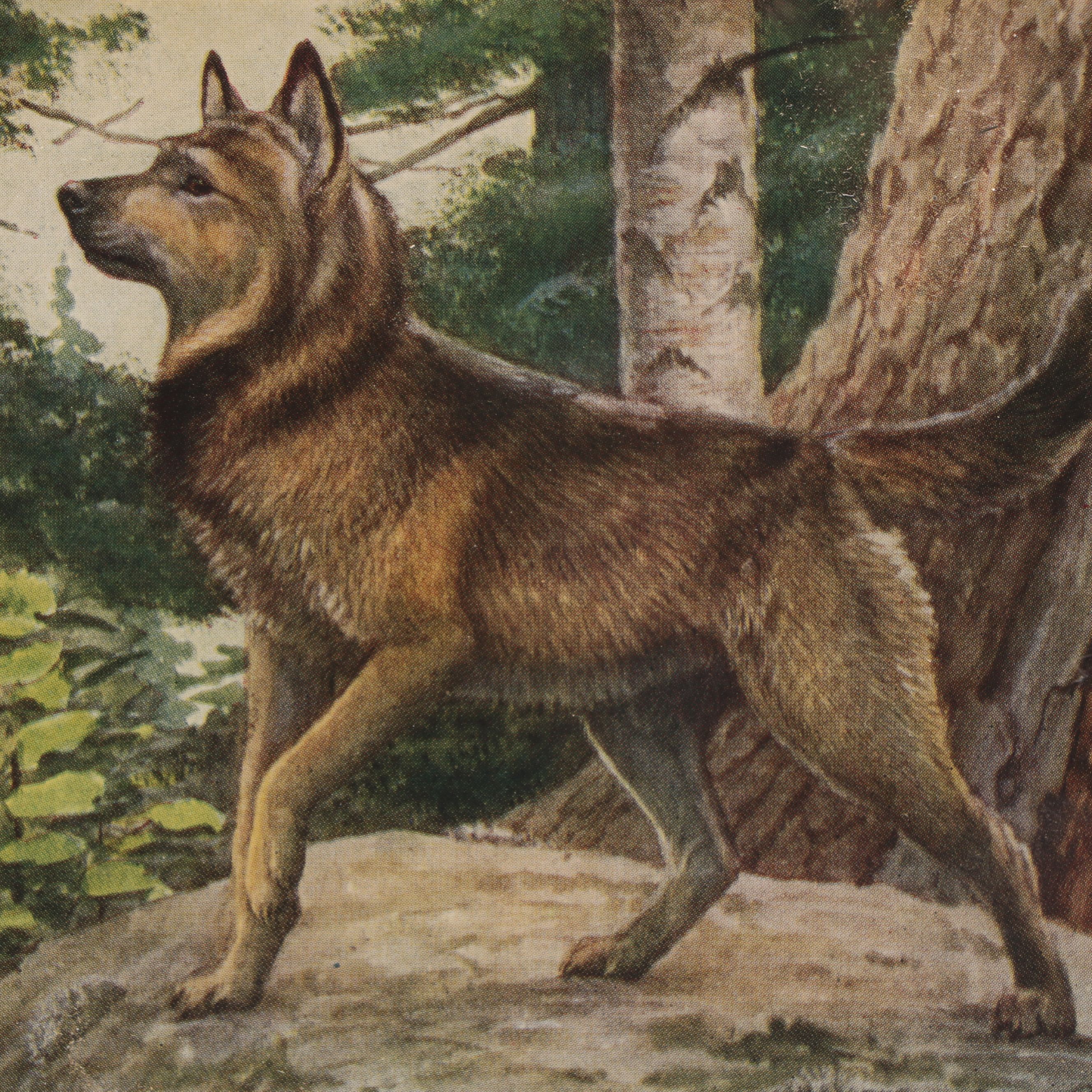 Louis Agassiz Fuertes "Three Wolves and Coyotes" with Other Offset Lithographs