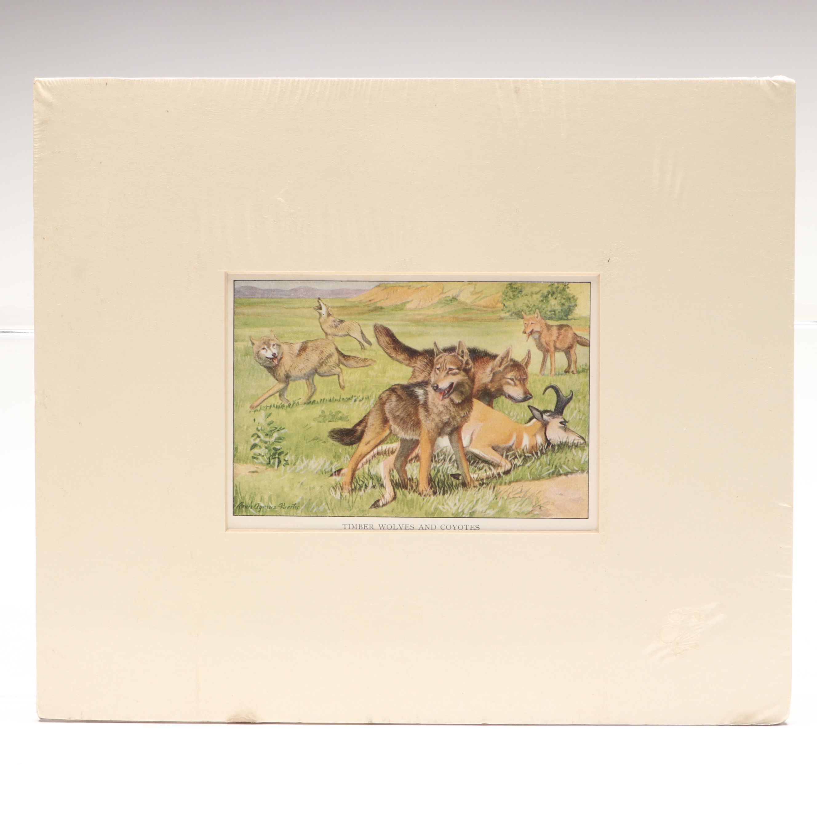 Louis Agassiz Fuertes "Three Wolves and Coyotes" with Other Offset Lithographs