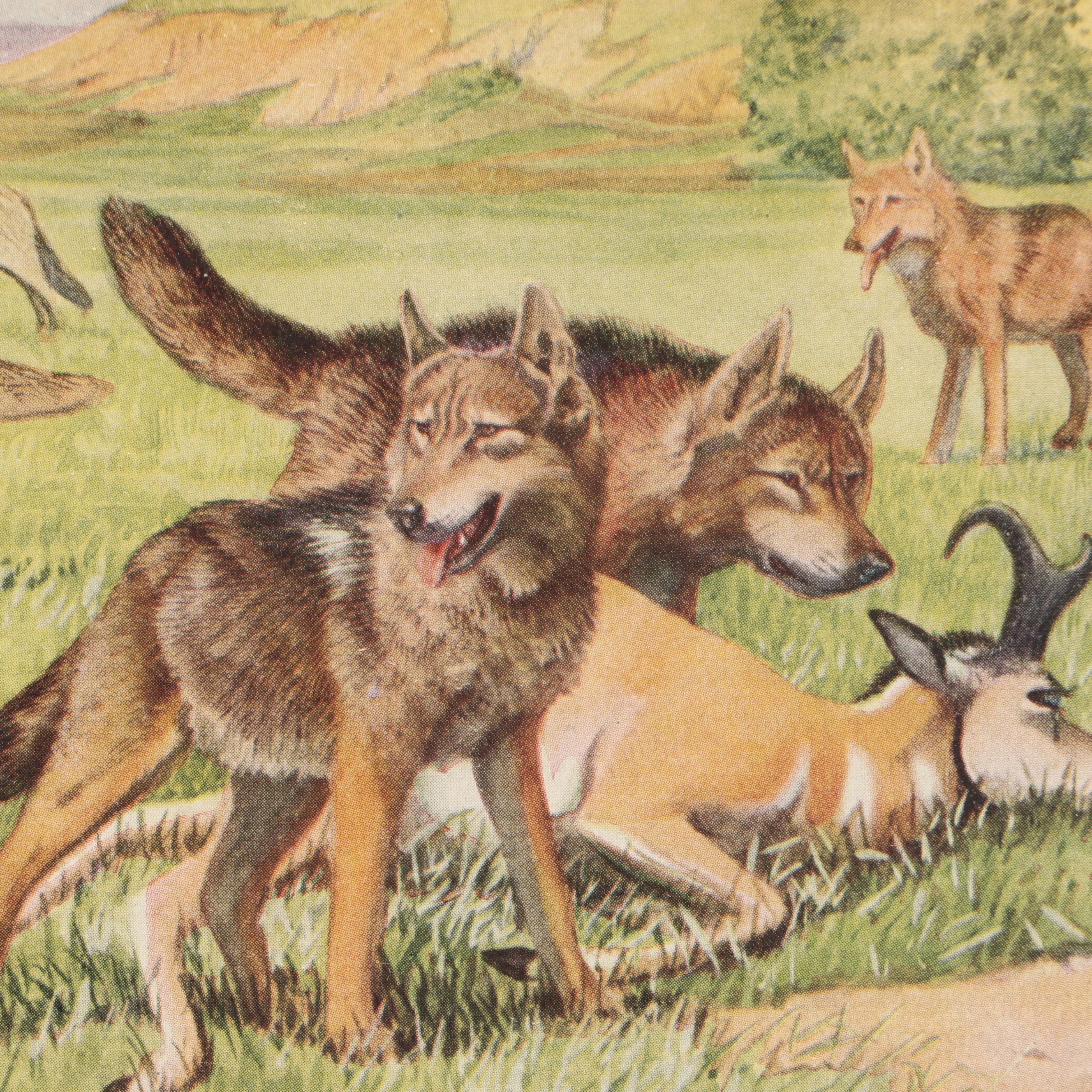 Louis Agassiz Fuertes "Three Wolves and Coyotes" with Other Offset Lithographs