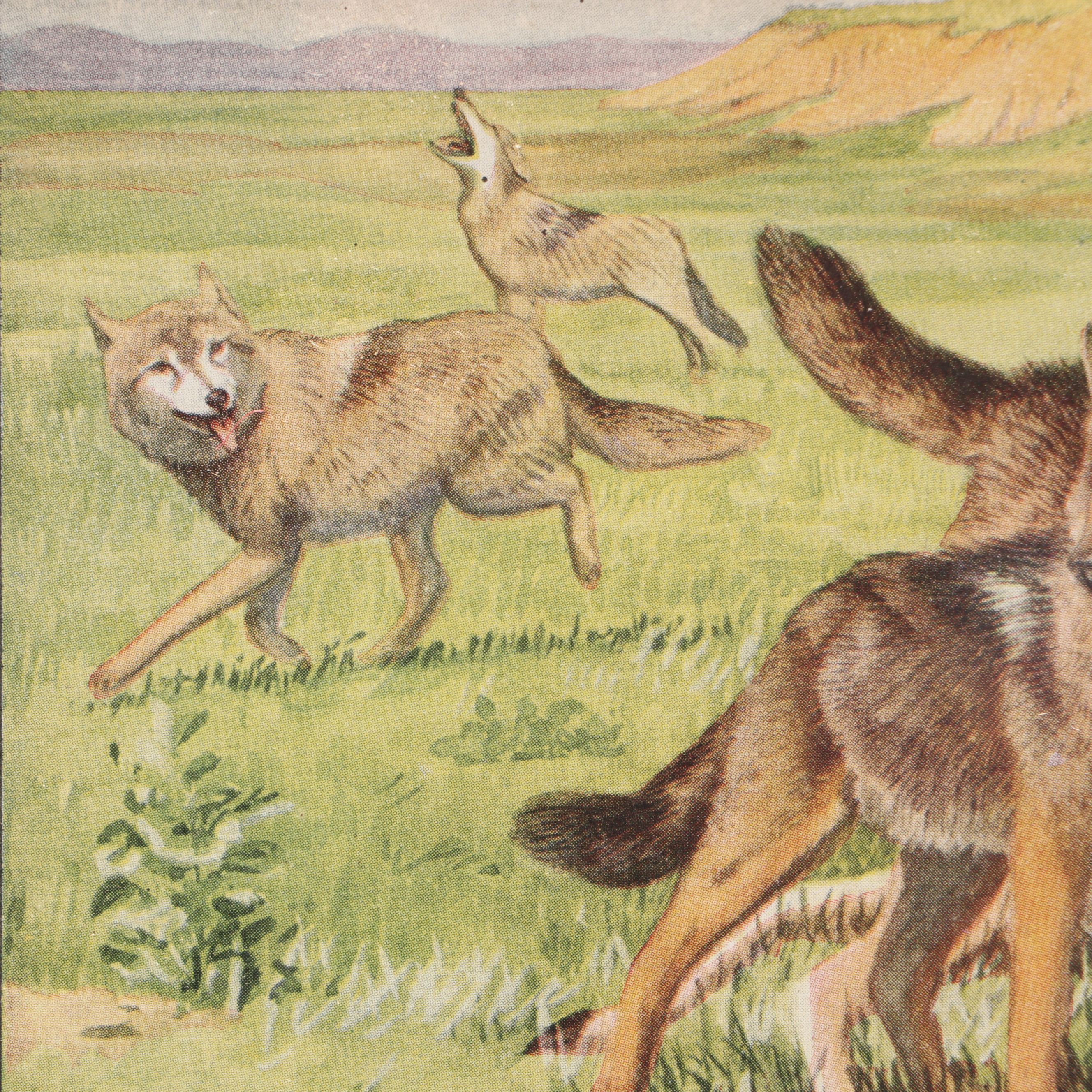 Louis Agassiz Fuertes "Three Wolves and Coyotes" with Other Offset Lithographs