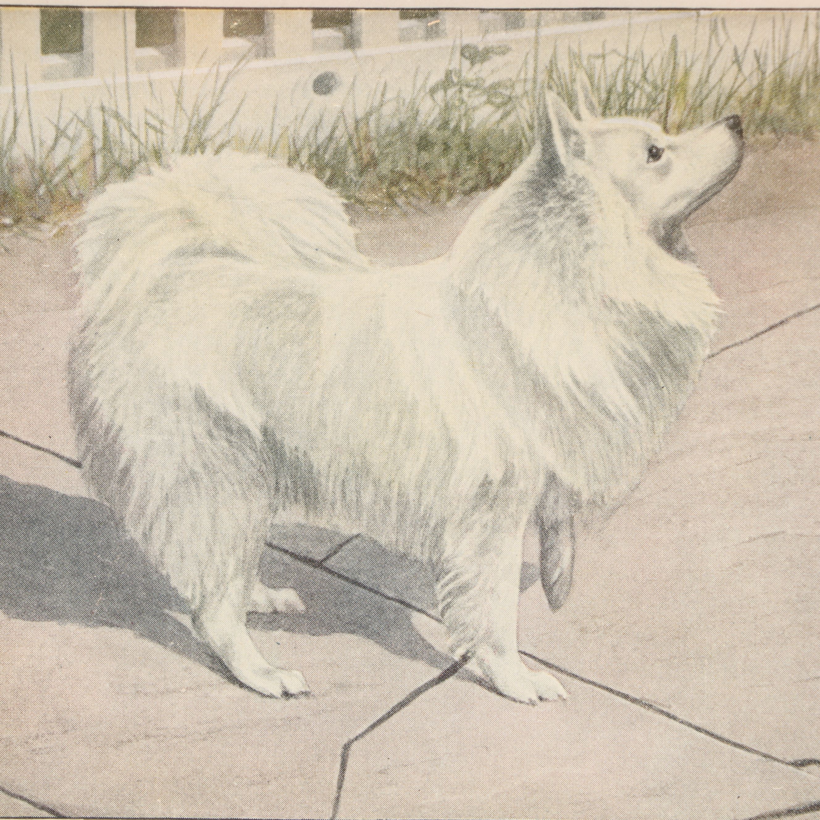 Louis Agassiz Fuertes "Three Wolves and Coyotes" with Other Offset Lithographs