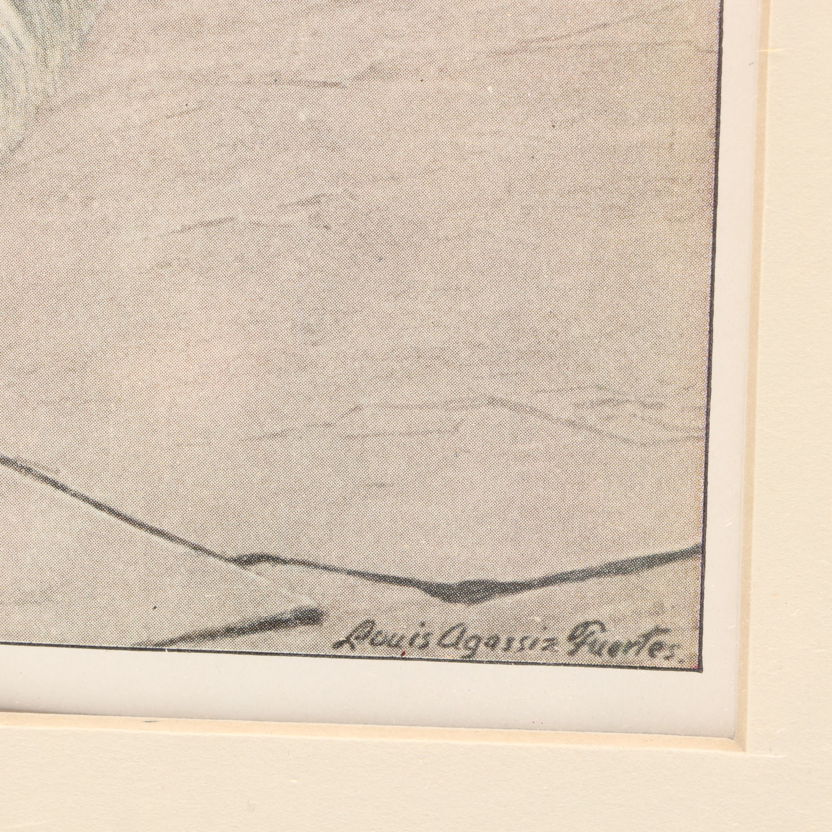 Louis Agassiz Fuertes "Three Wolves and Coyotes" with Other Offset Lithographs