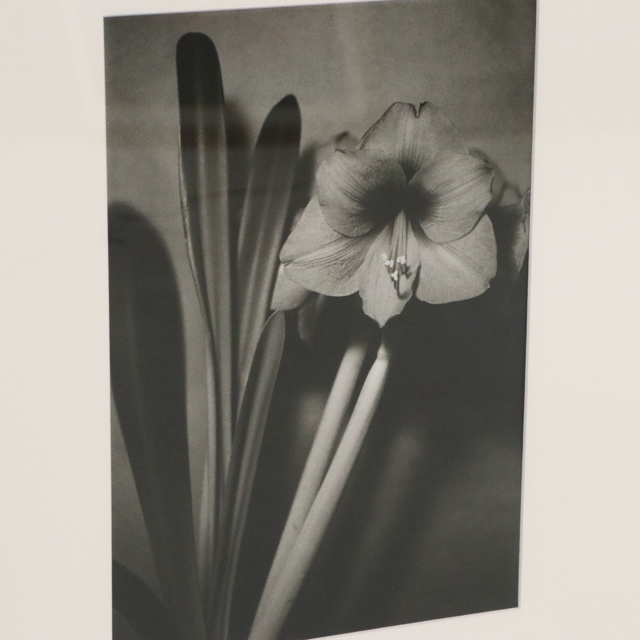 Silver Gelatin Photographs of Three Flowers, Mid to Late 20th Century