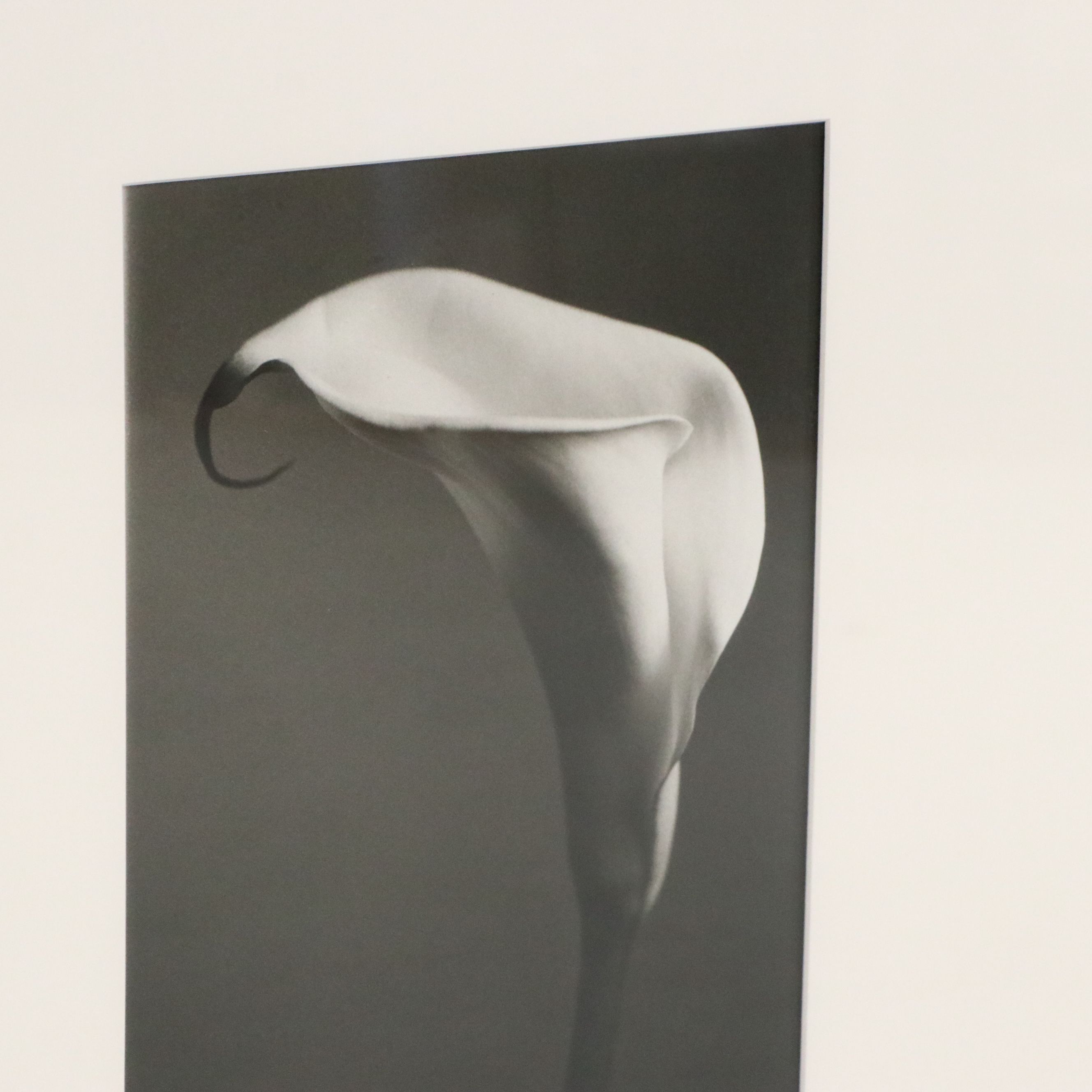 Silver Gelatin Photographs of Three Flowers, Mid to Late 20th Century