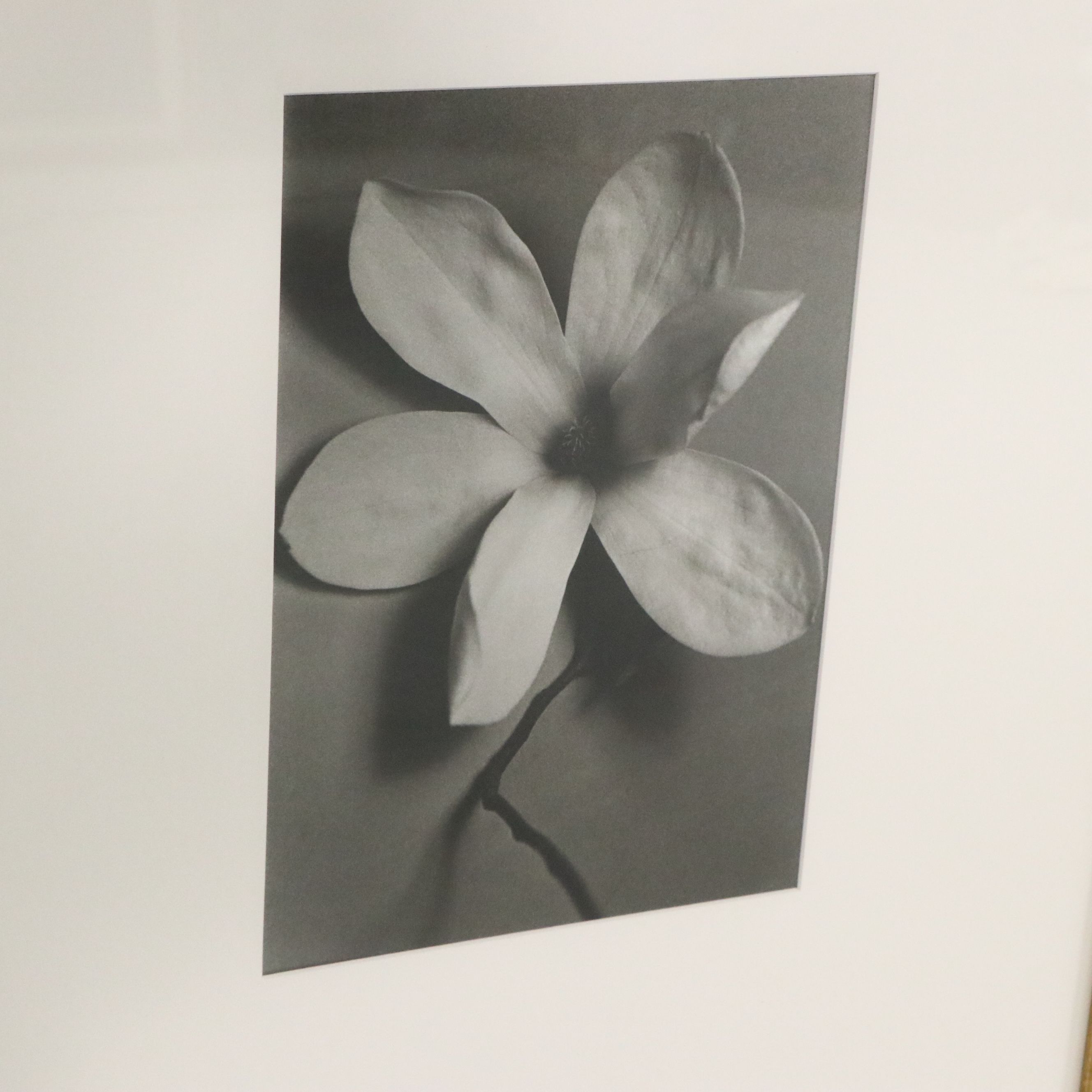 Silver Gelatin Photographs of Three Flowers, Mid to Late 20th Century