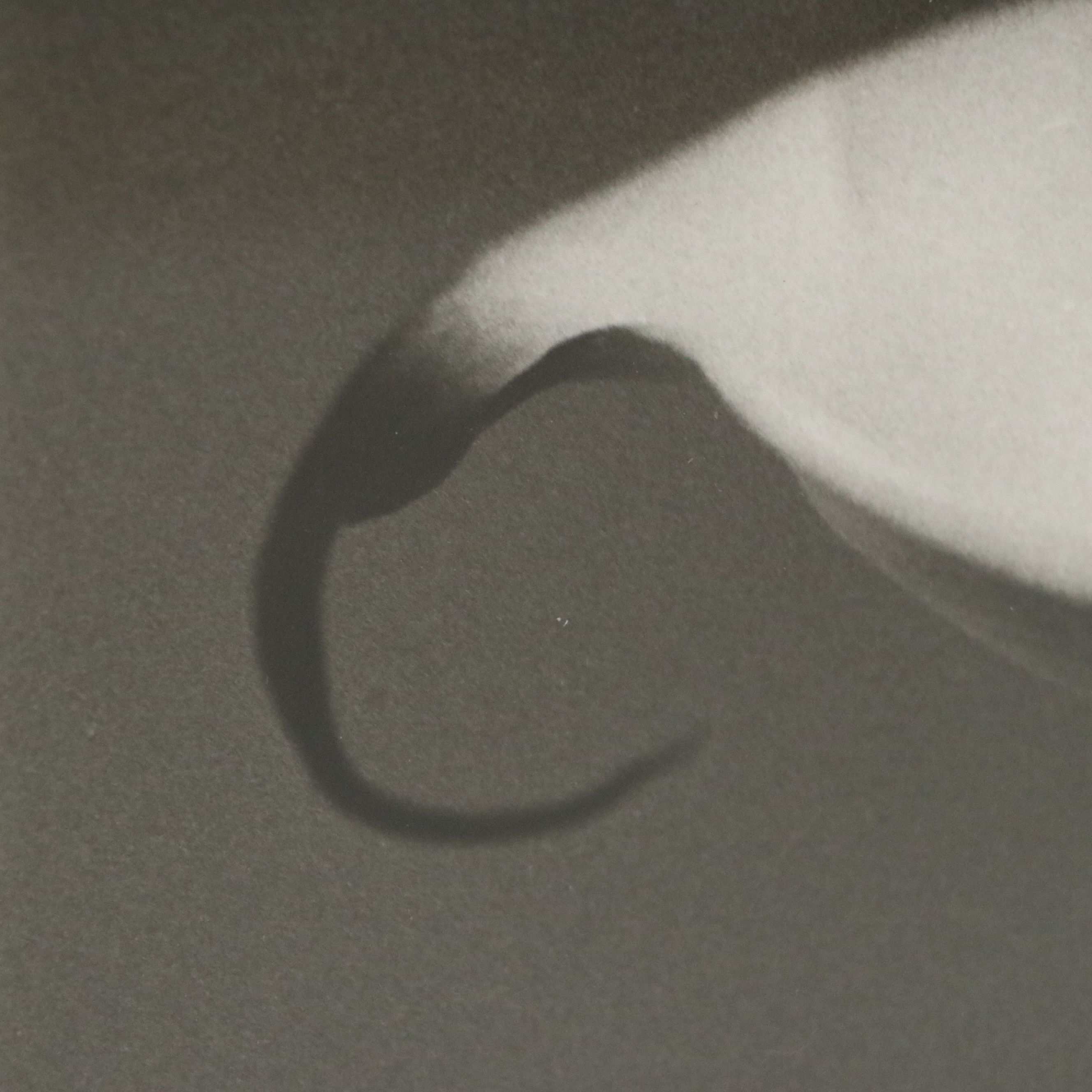 Silver Gelatin Photographs of Three Flowers, Mid to Late 20th Century