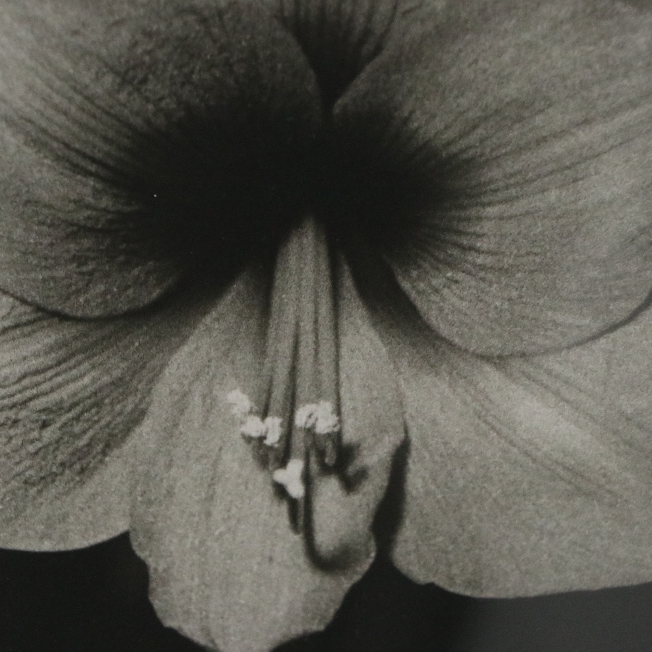 Silver Gelatin Photographs of Three Flowers, Mid to Late 20th Century