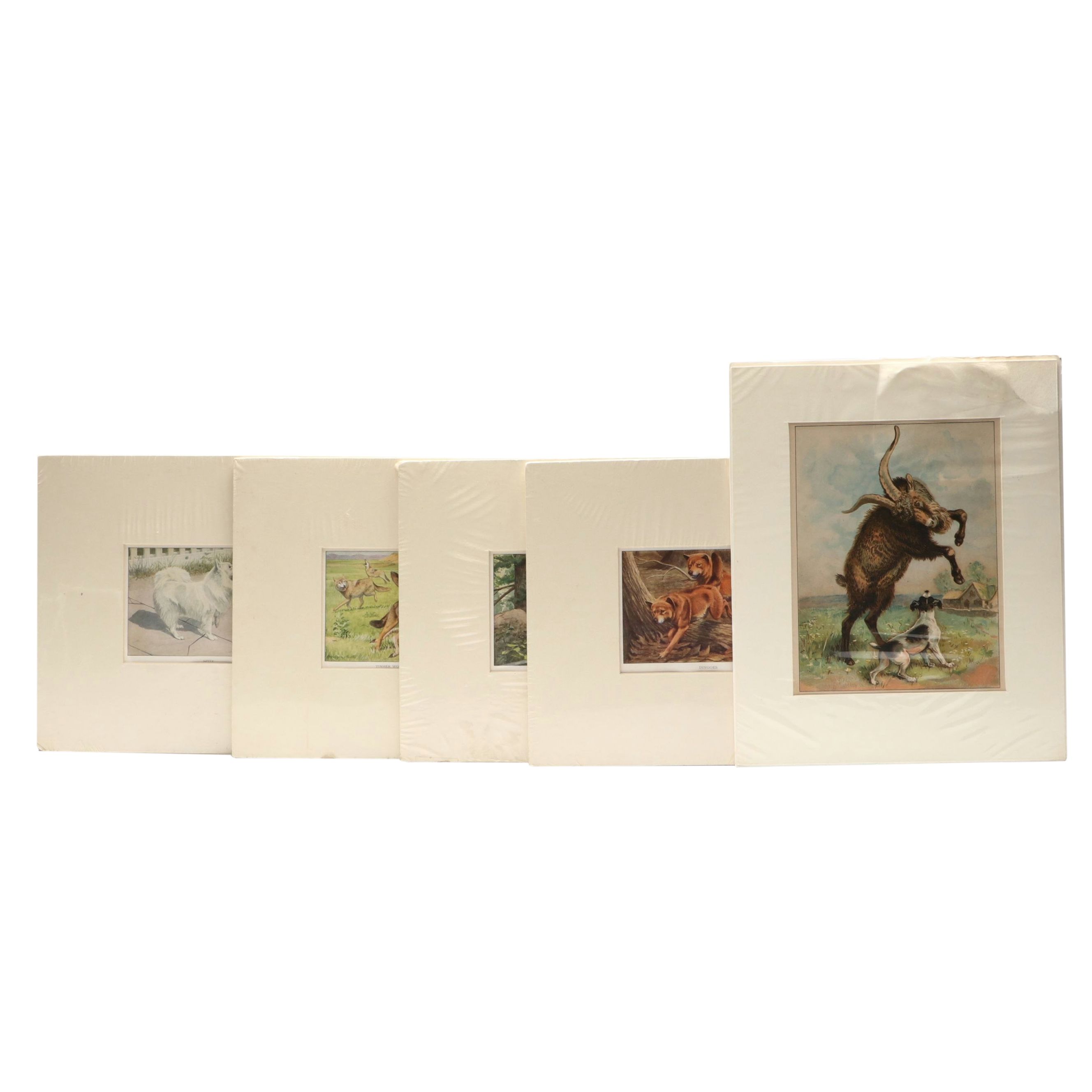 Louis Agassiz Fuertes "Three Wolves and Coyotes" with Other Offset Lithographs