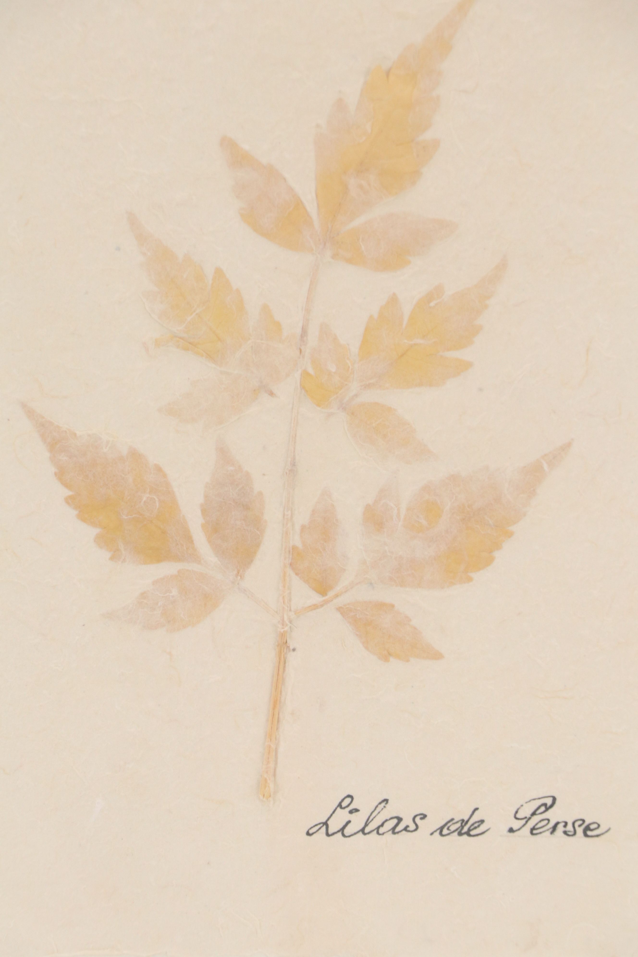 Botanical Specimen of Chinaberry Tree "Lilas de Perse"