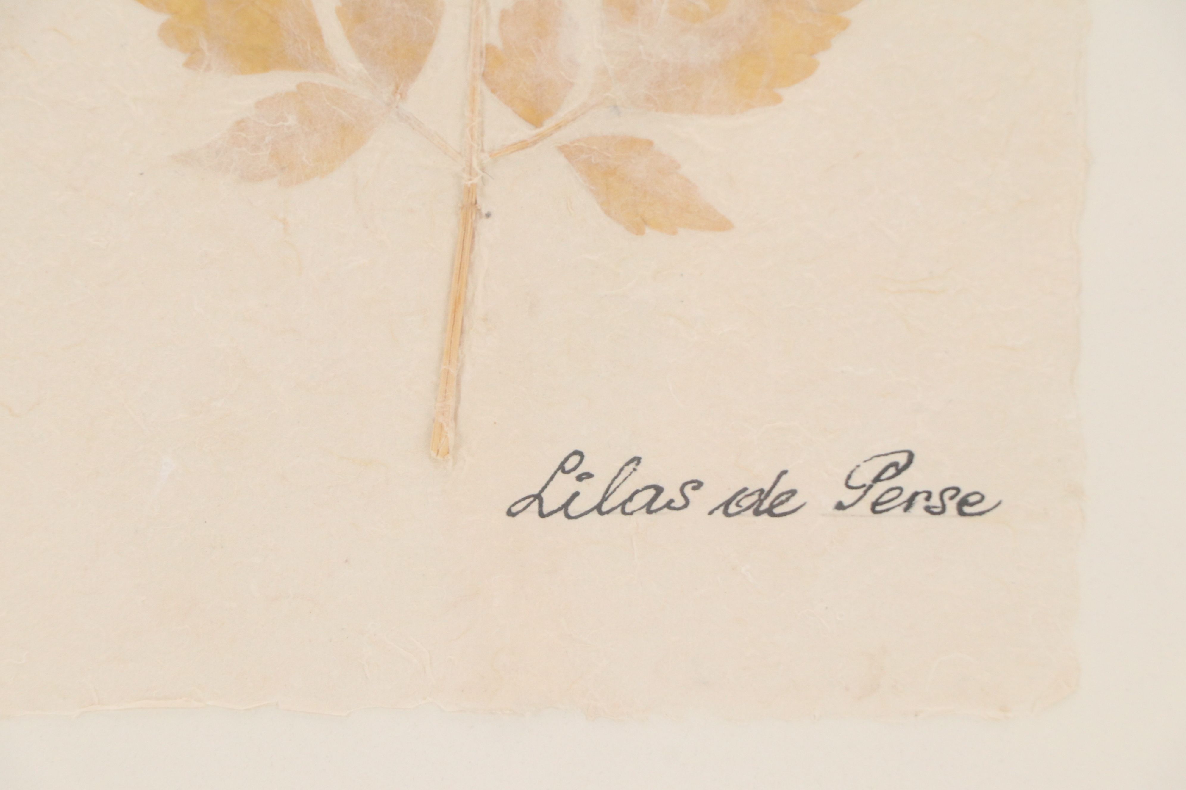 Botanical Specimen of Chinaberry Tree "Lilas de Perse"