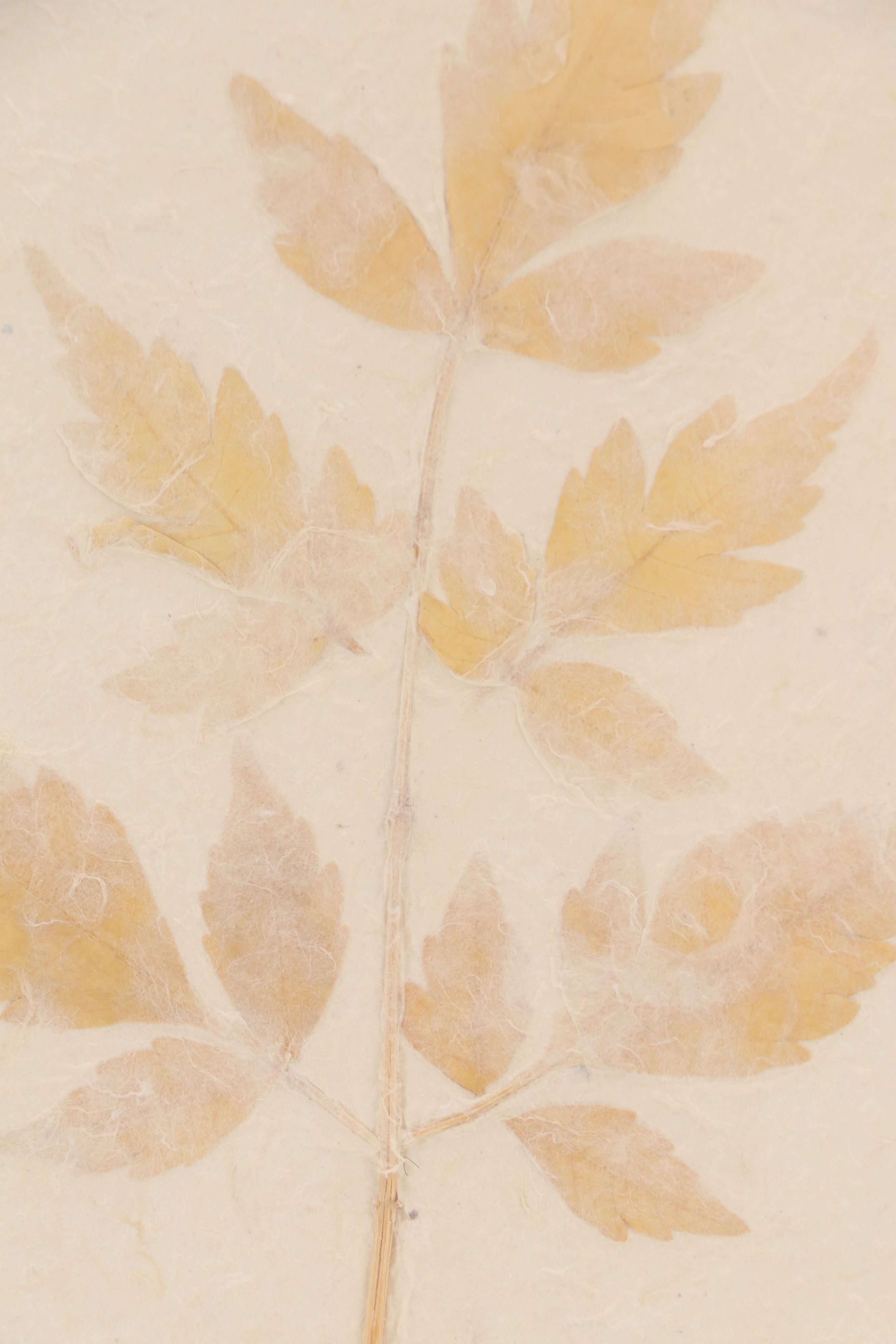 Botanical Specimen of Chinaberry Tree "Lilas de Perse"