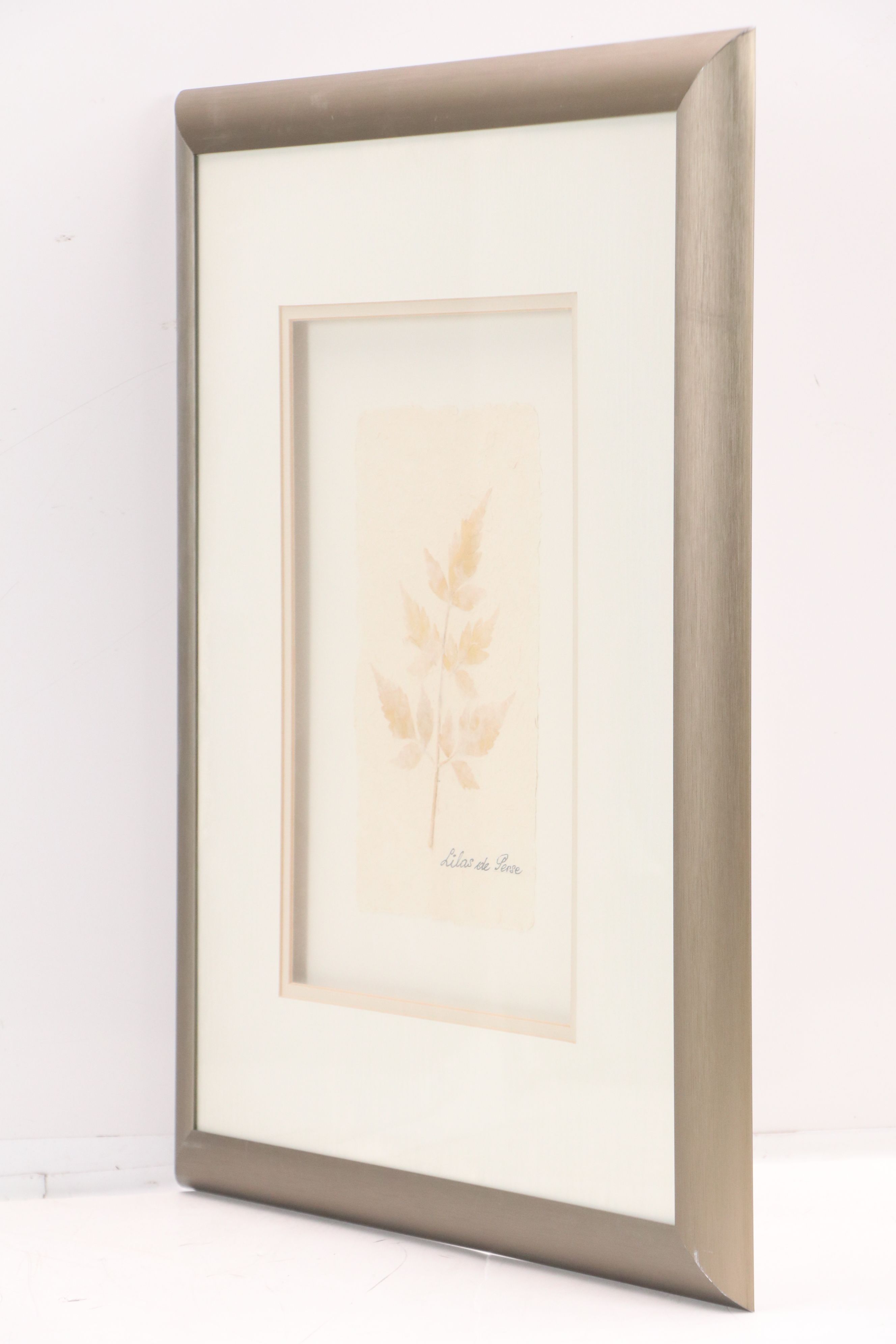 Botanical Specimen of Chinaberry Tree "Lilas de Perse"