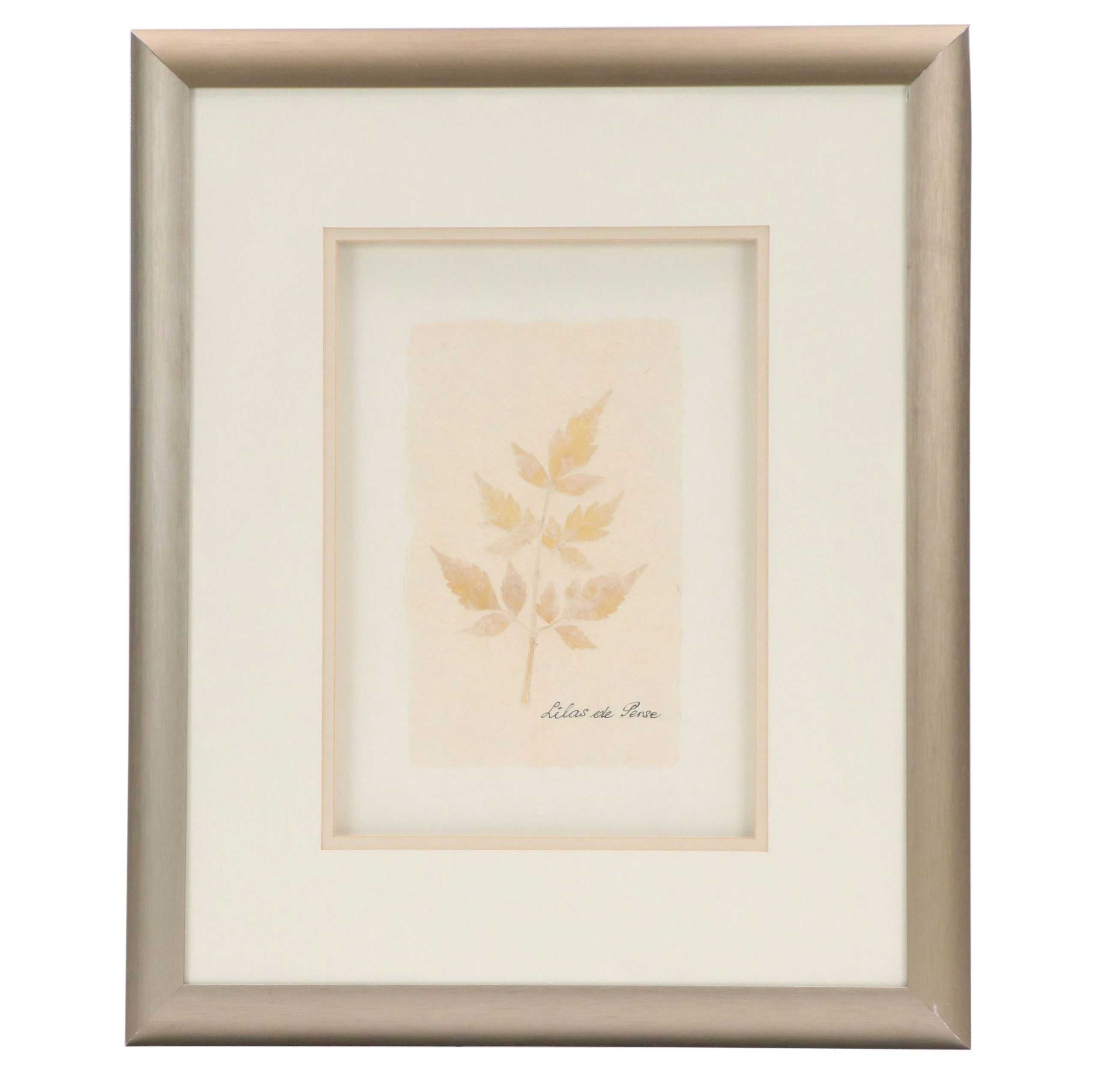 Botanical Specimen of Chinaberry Tree "Lilas de Perse"