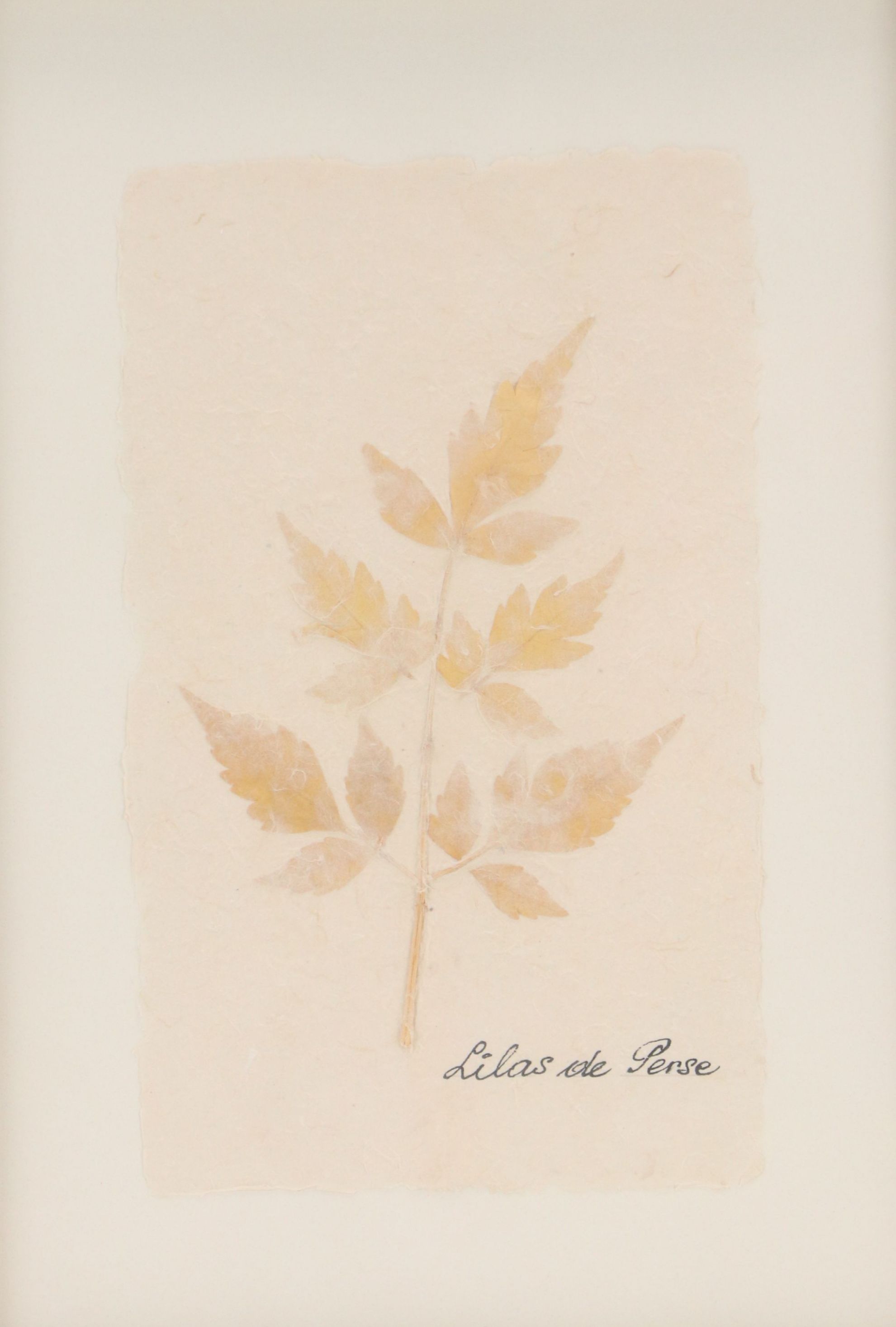 Botanical Specimen of Chinaberry Tree "Lilas de Perse"