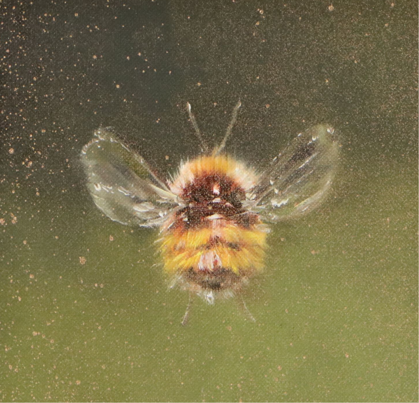 Inga Kovalenko Oil Painting of Bee, 2026