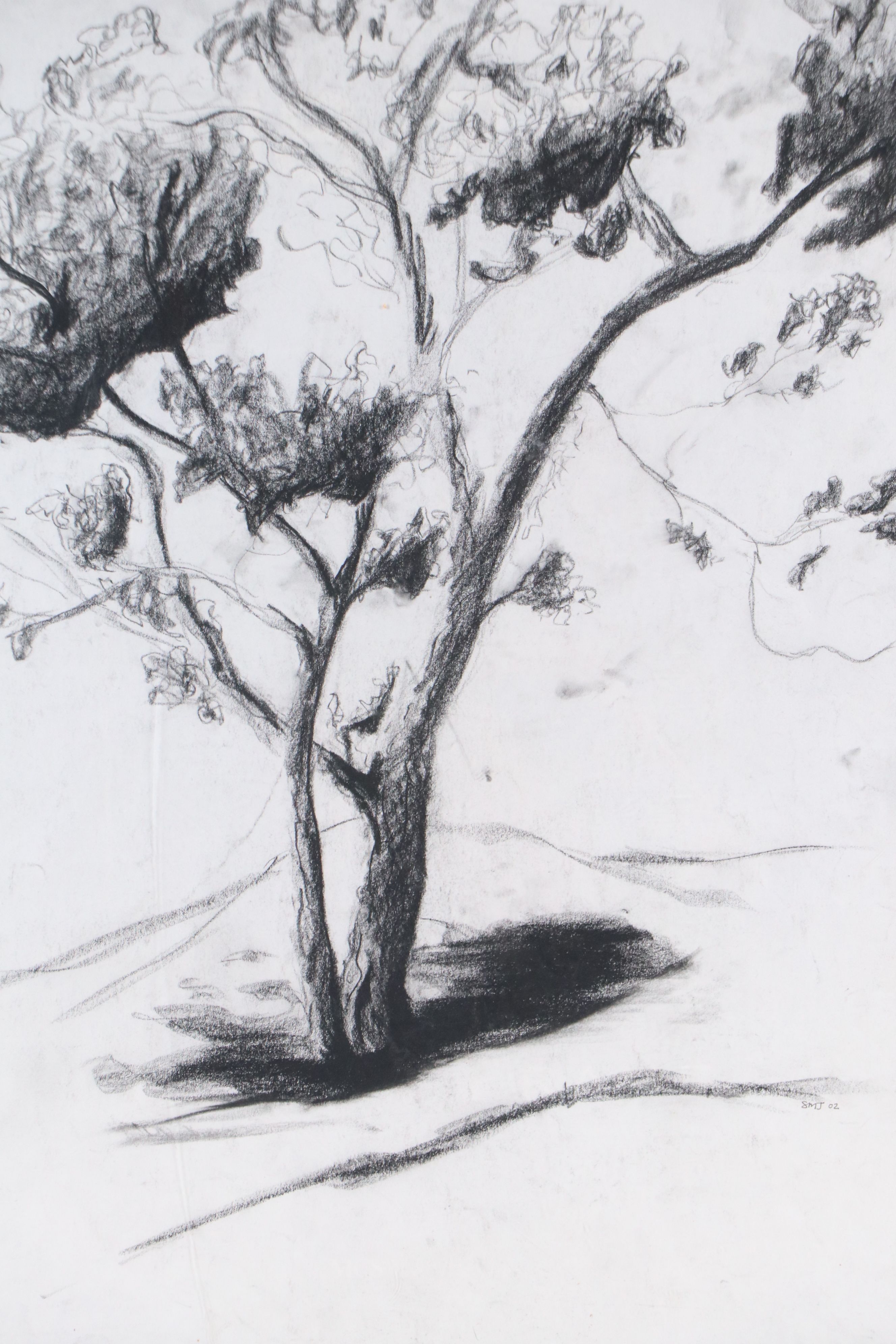 Charcoal Sketch of Tree, 2002