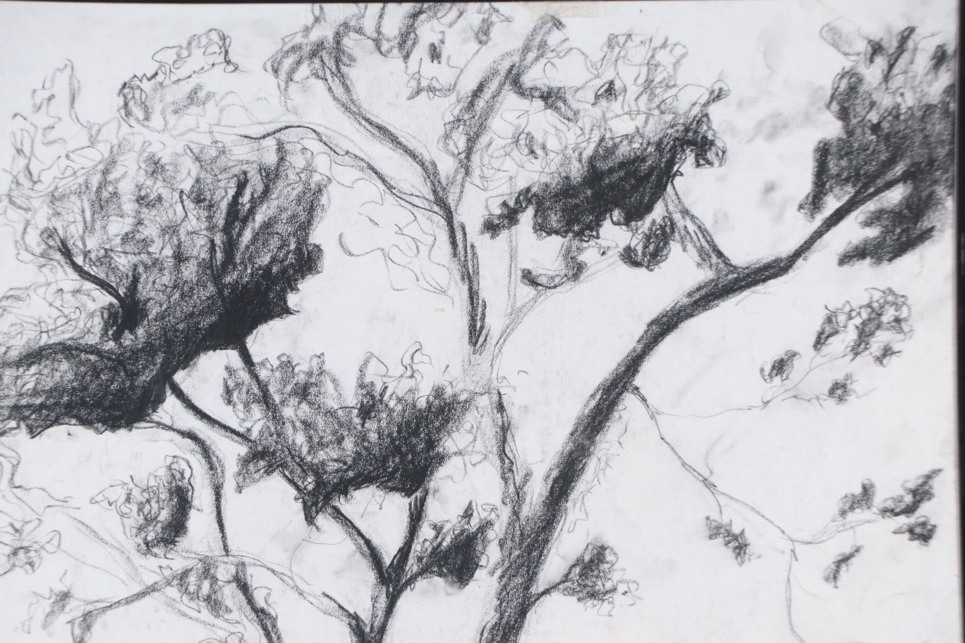 Charcoal Sketch of Tree, 2002