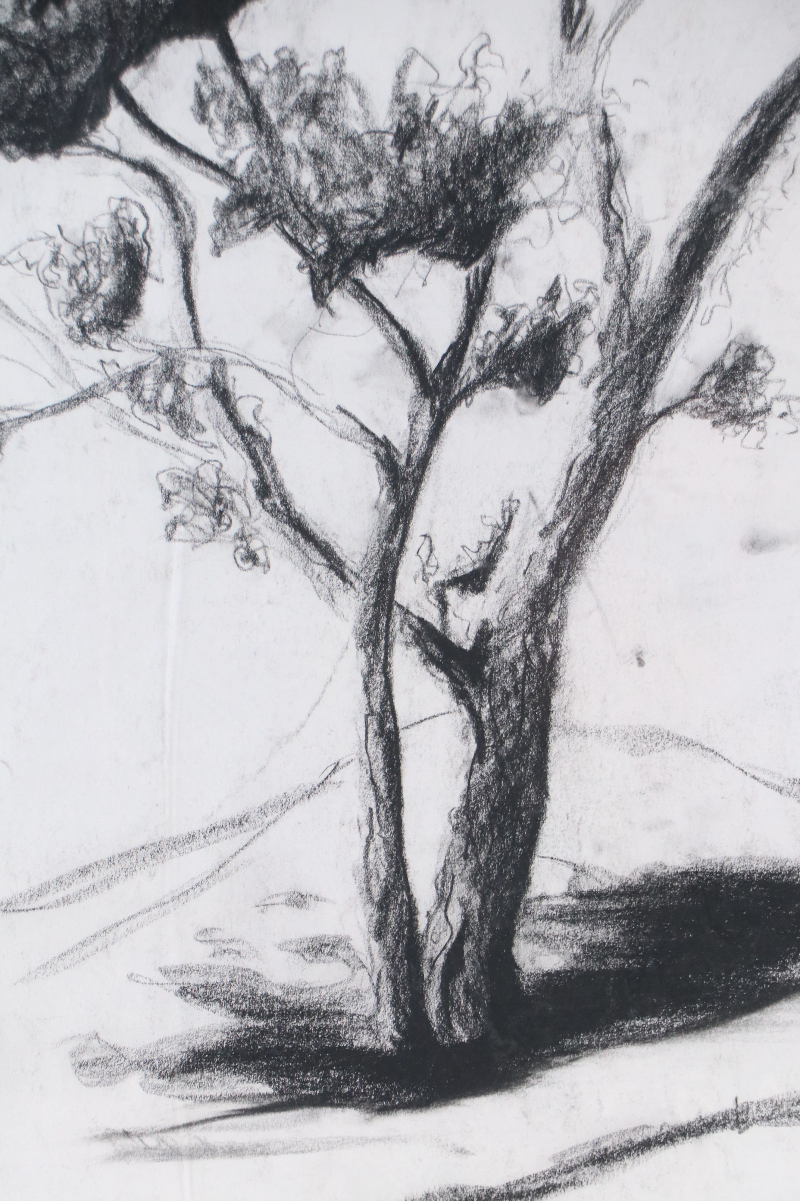 Charcoal Sketch of Tree, 2002