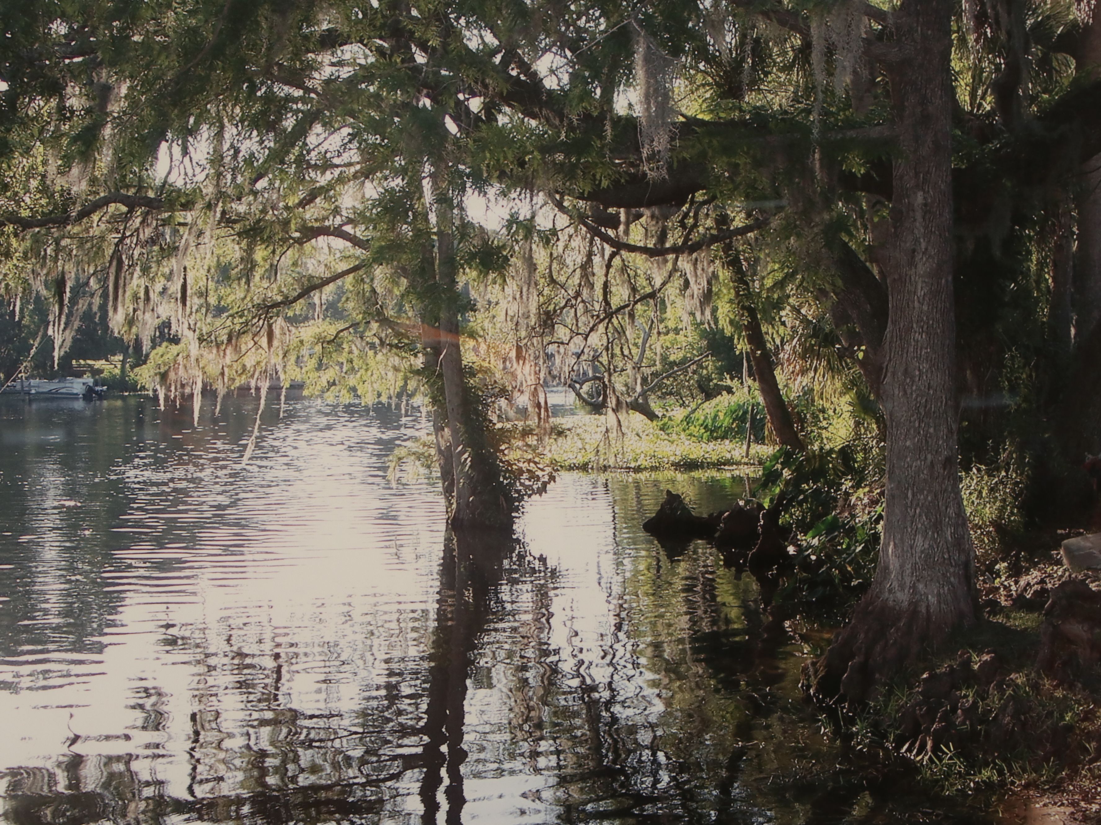 Southern Landscape Photographic Print with Spanish Moss Draped Tree
