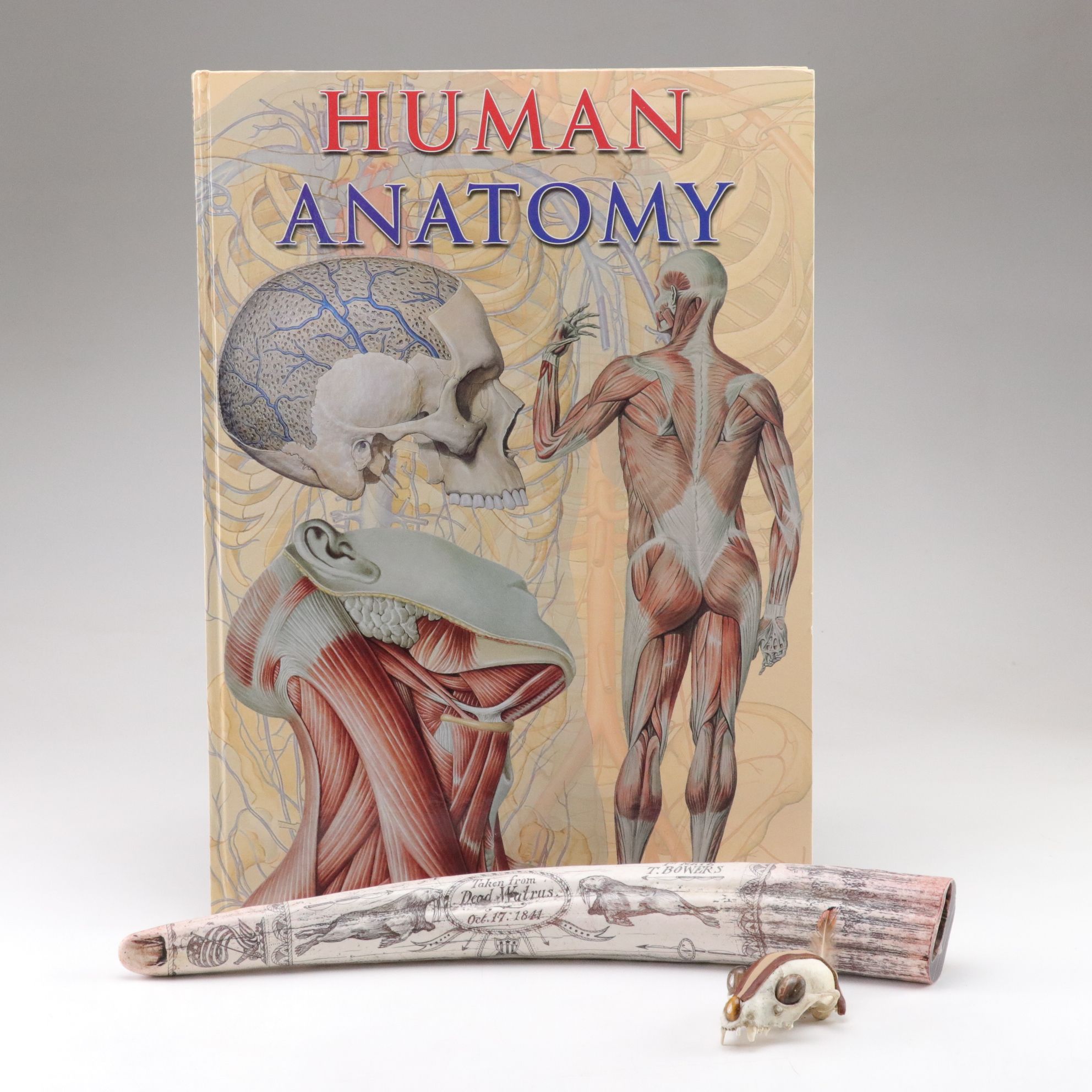 Replica Scrimshaw Walrus Tusk, "Human Anatomy" Book & Decorated Squirrel Skull