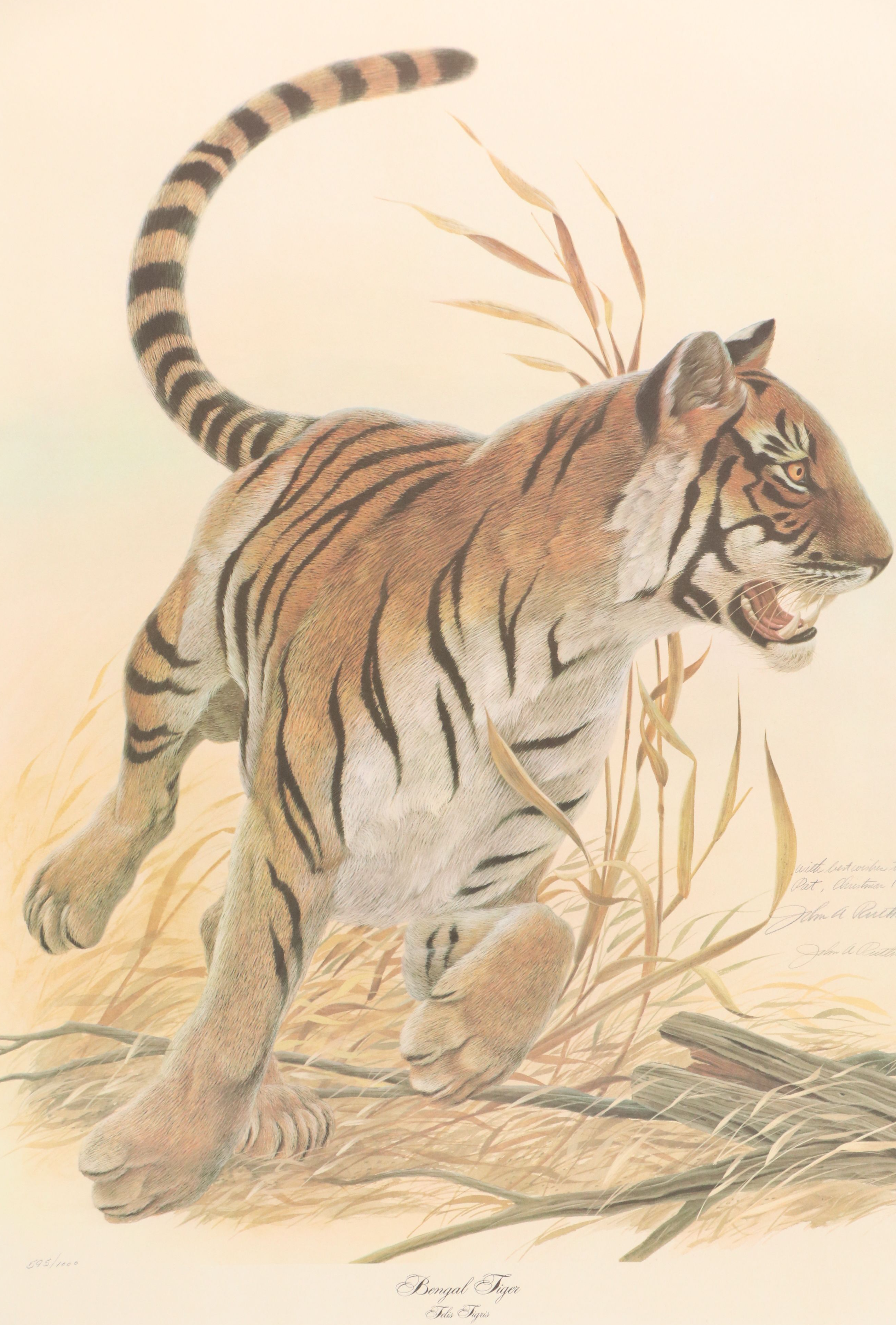 John A. Ruthven Offset Lithograph "Bengal Tiger"
