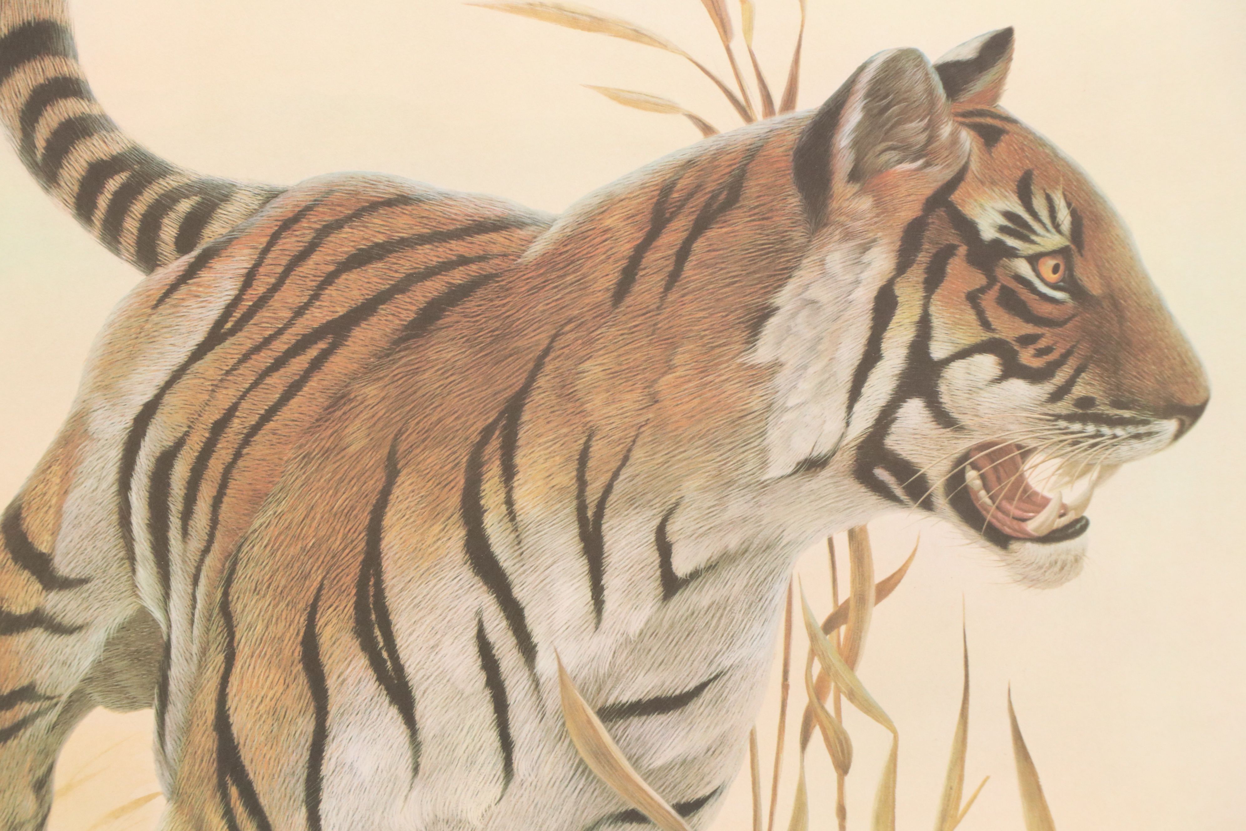 John A. Ruthven Offset Lithograph "Bengal Tiger"