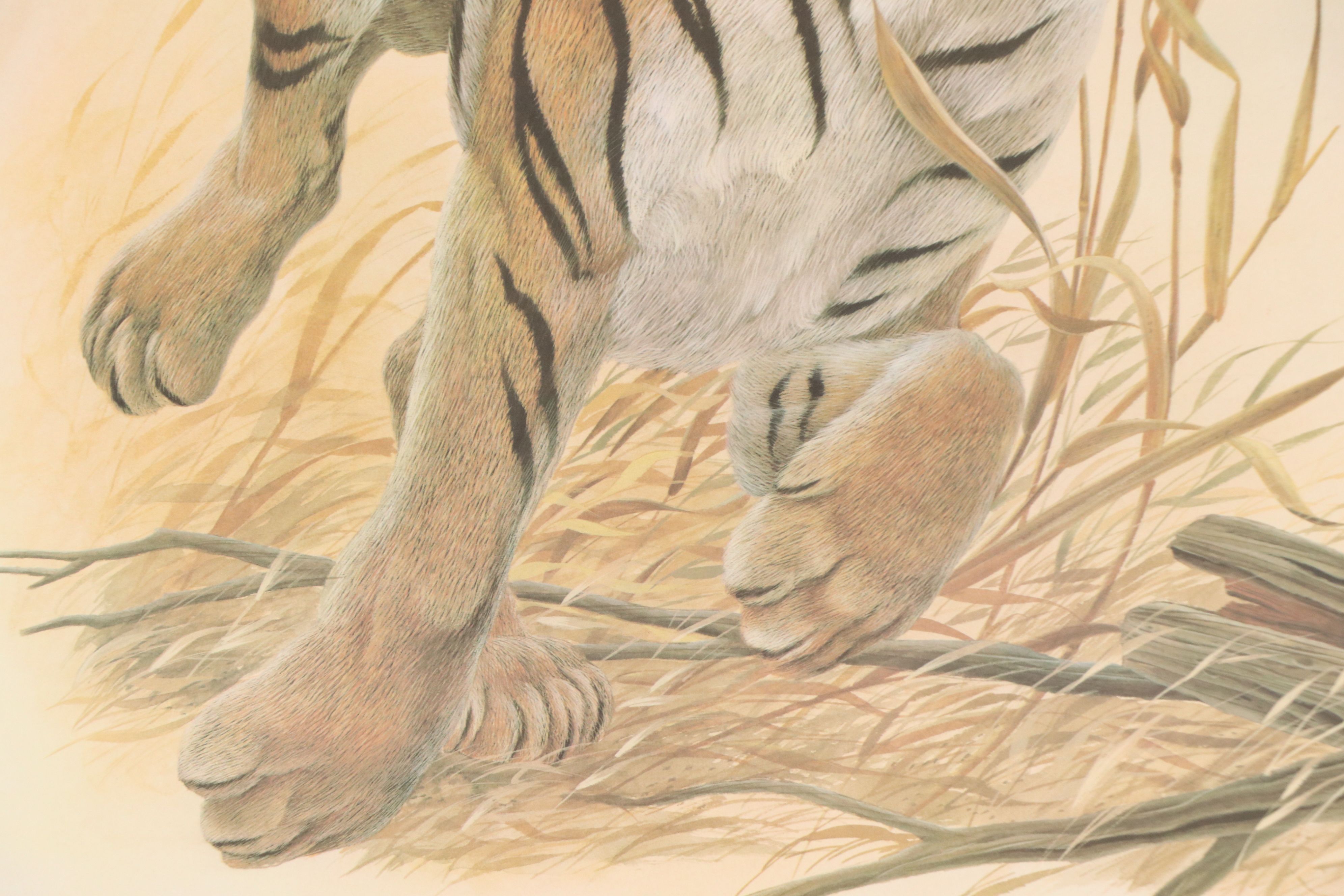 John A. Ruthven Offset Lithograph "Bengal Tiger"